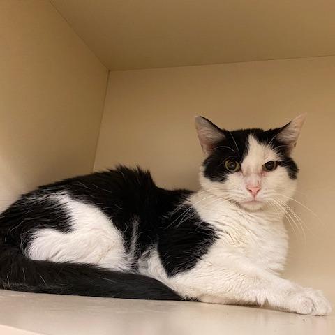 Enlarge Trevor, a Adoptable Domestic Short Hair in Dayton, OH image 2/2