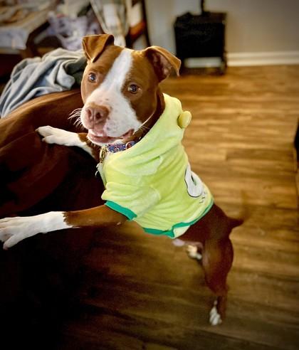 Boston, a Adoptable Mixed Breed in Maumee, OH image 1/3