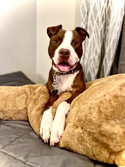 Boston, a Adoptable Mixed Breed in Maumee, OH image 2/3