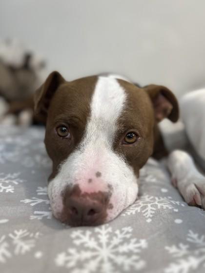 Boston, a Adoptable Mixed Breed in Maumee, OH image 3/3