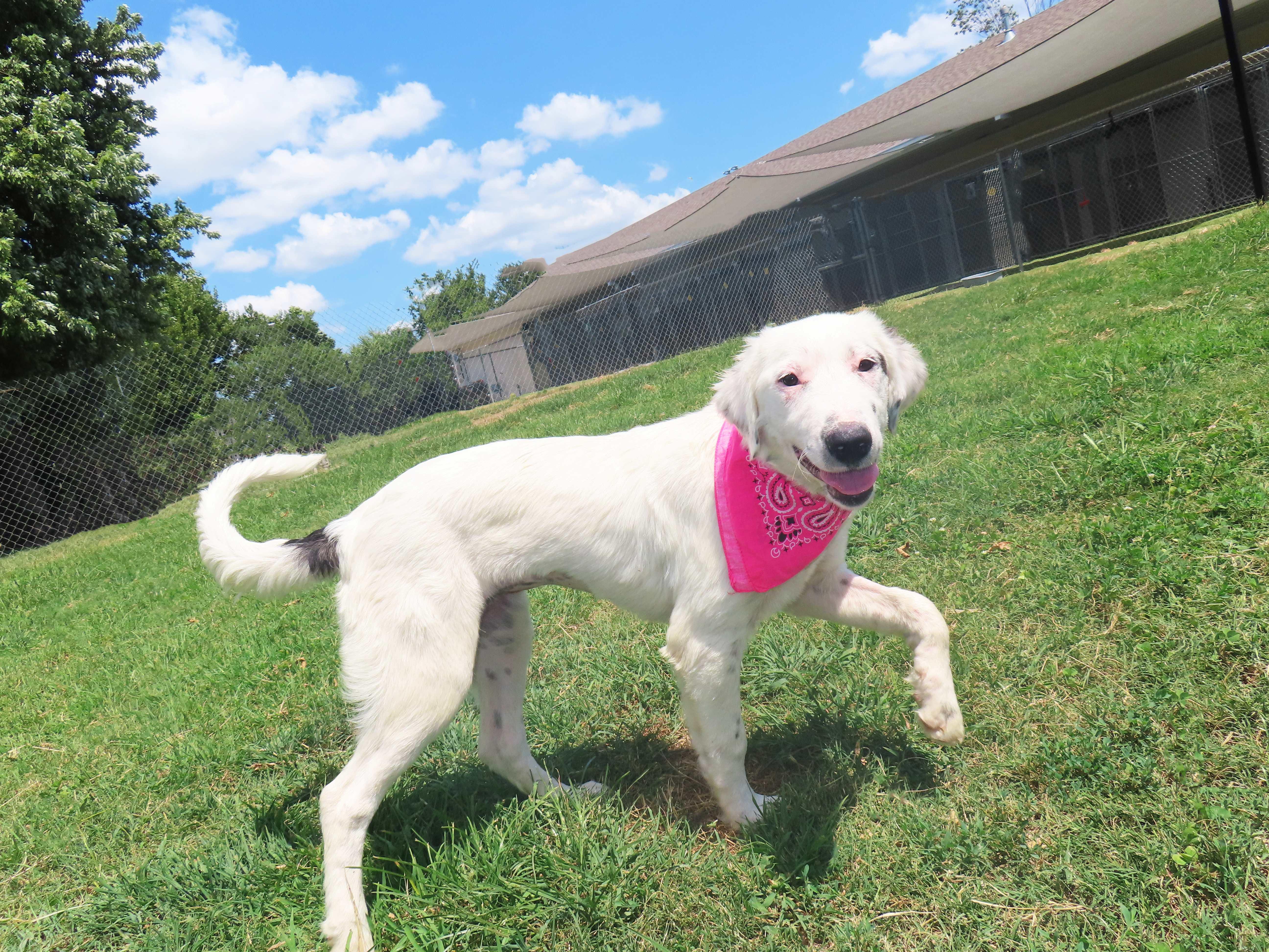 Enlarge Annie 26C-198b, a Adopted English Setter in Rogers, AR image 2/5
