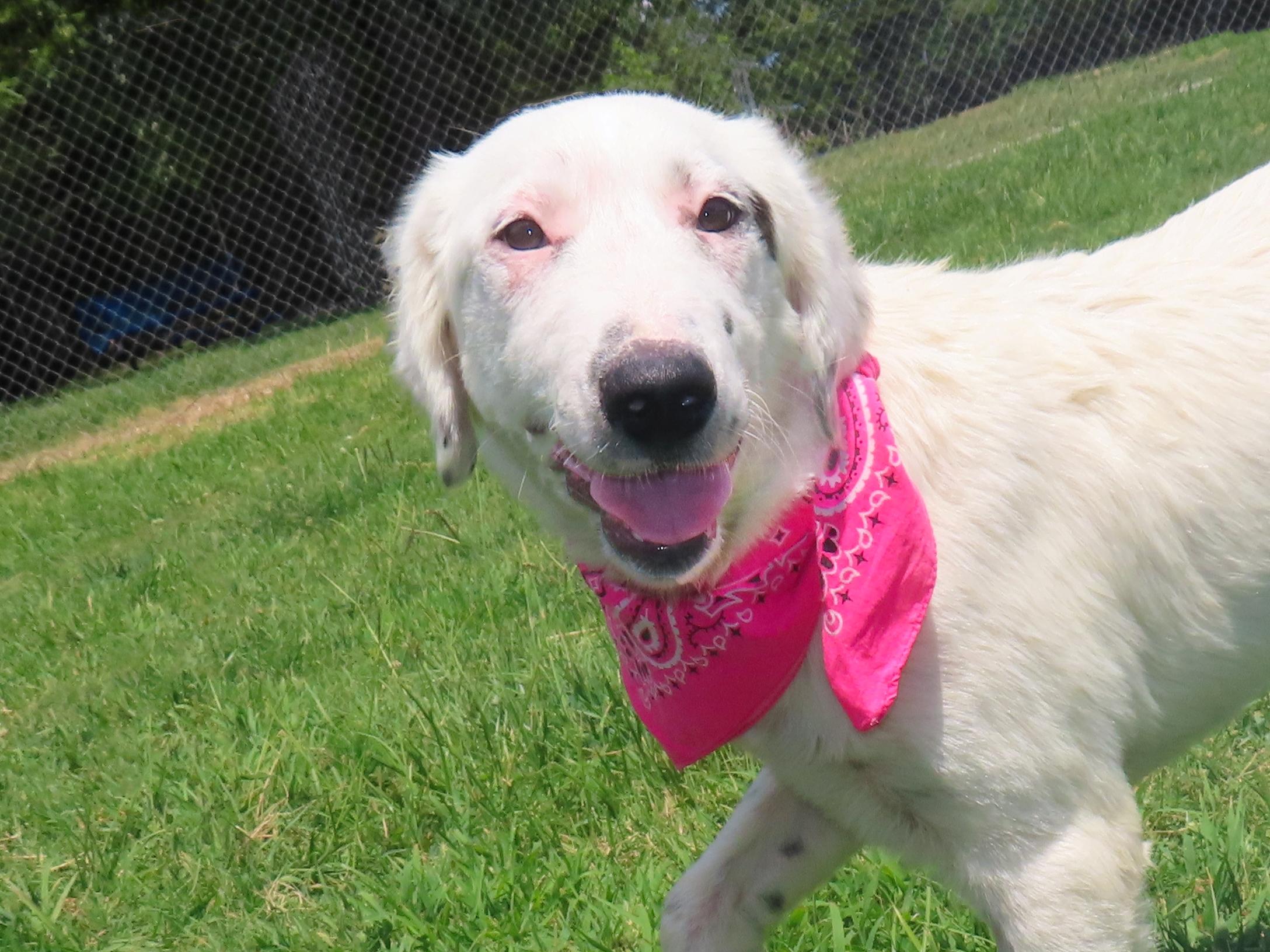 Annie 26C-198b, Adopted, Puppy Female English Setter.