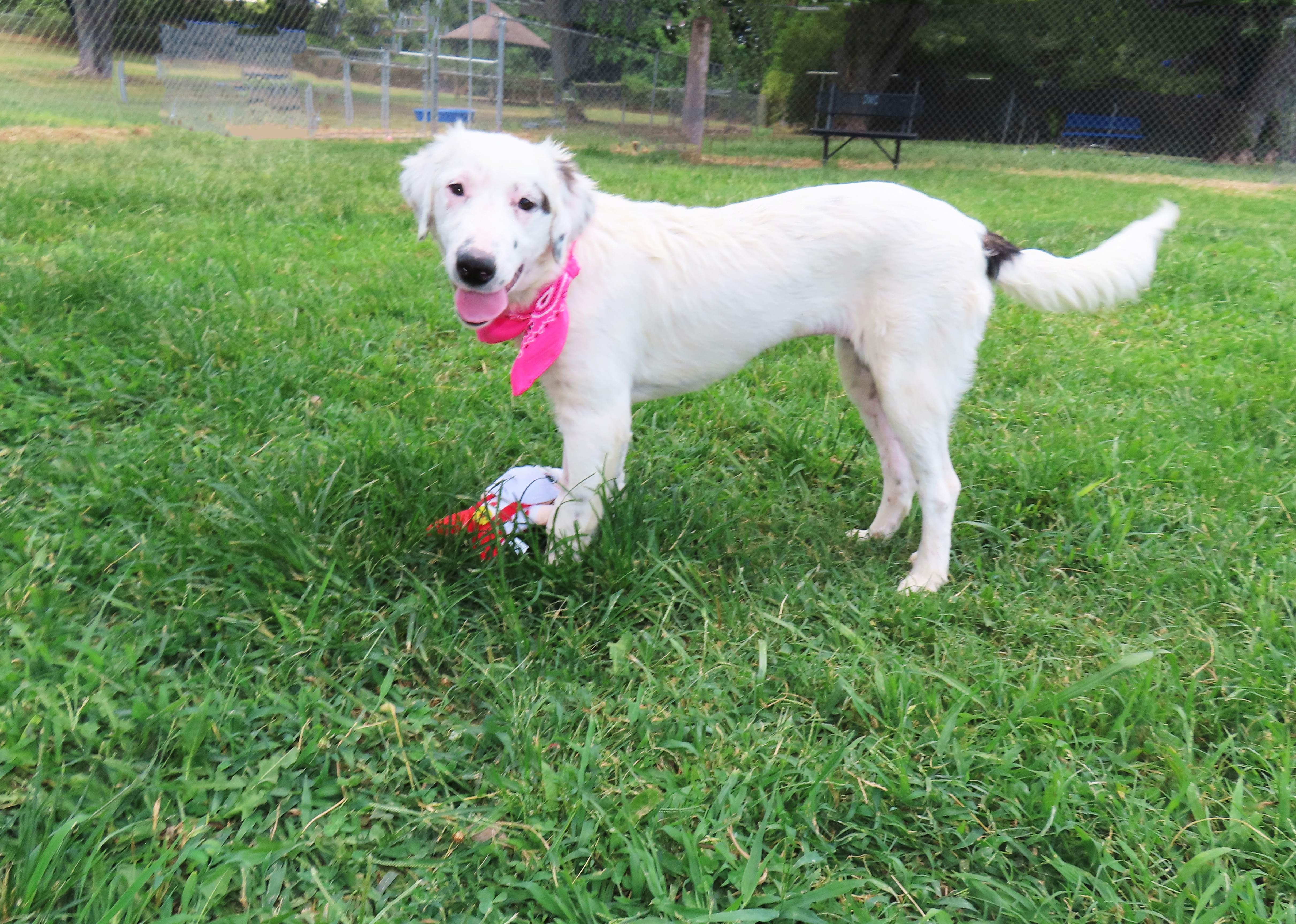 Enlarge Annie 26C-198b, a Adopted English Setter in Rogers, AR image 5/5