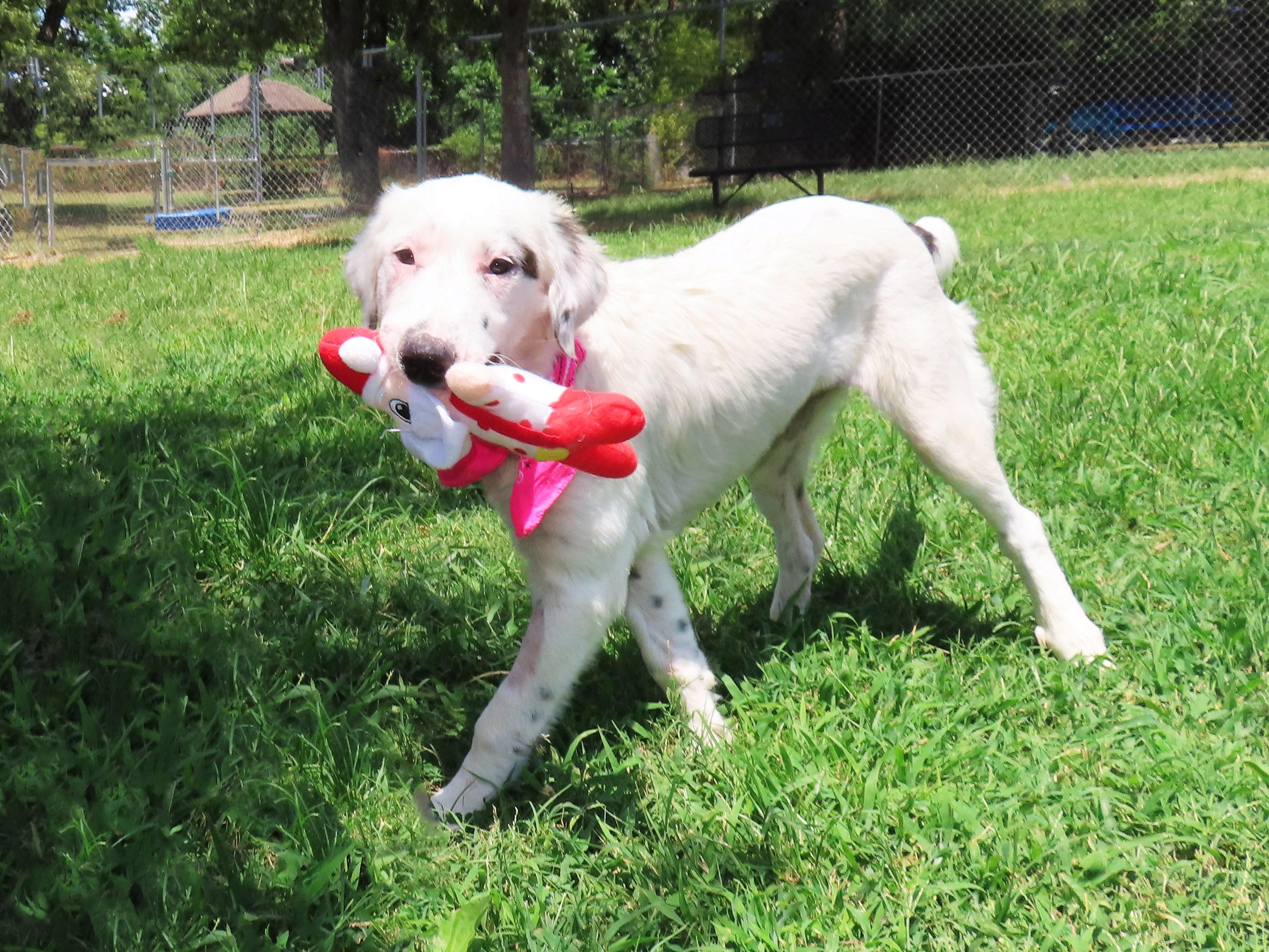Enlarge Annie 26C-198b, a Adopted English Setter in Rogers, AR image 3/5
