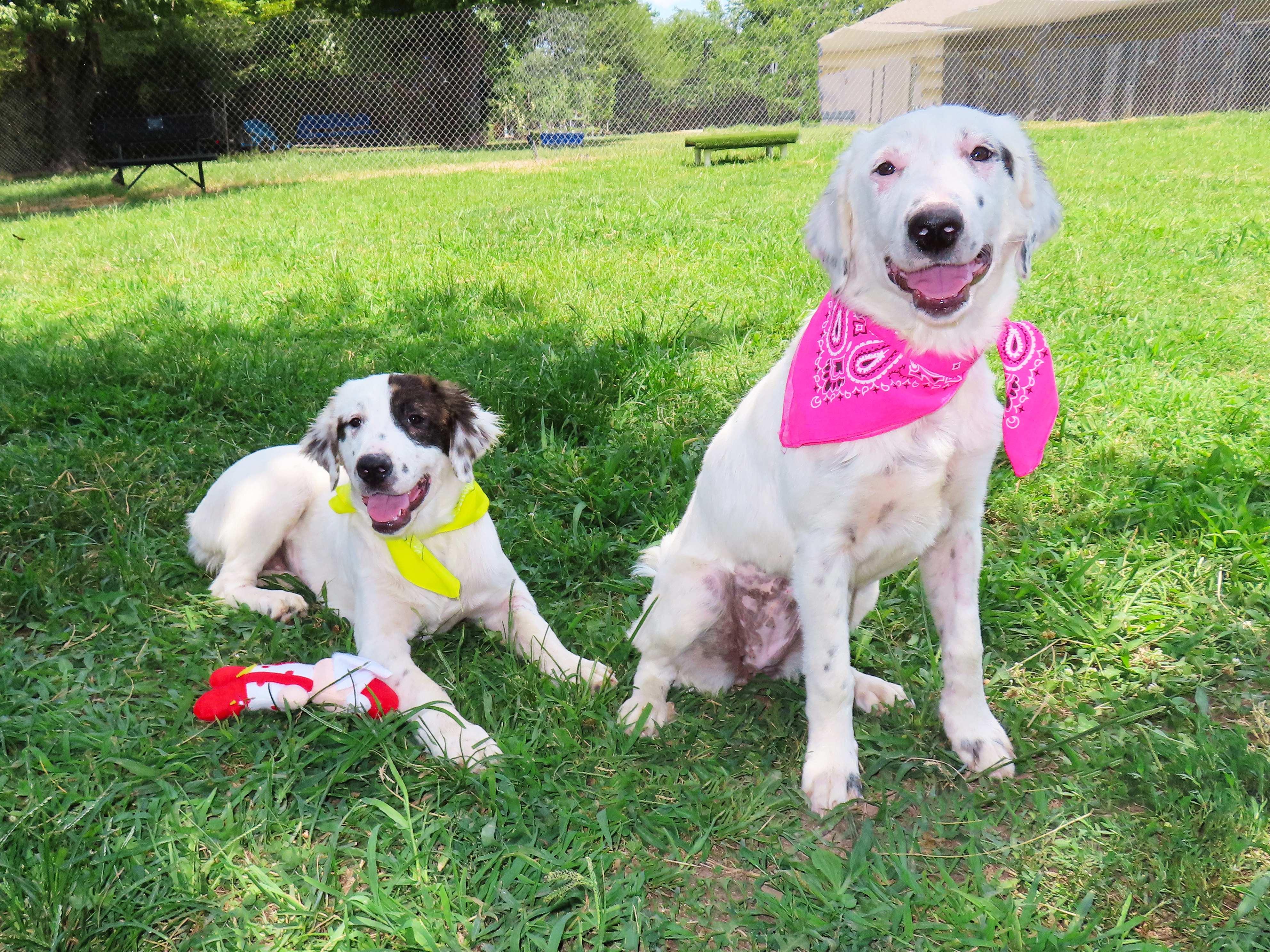 Enlarge Annie 26C-198b, a Adopted English Setter in Rogers, AR image 4/5
