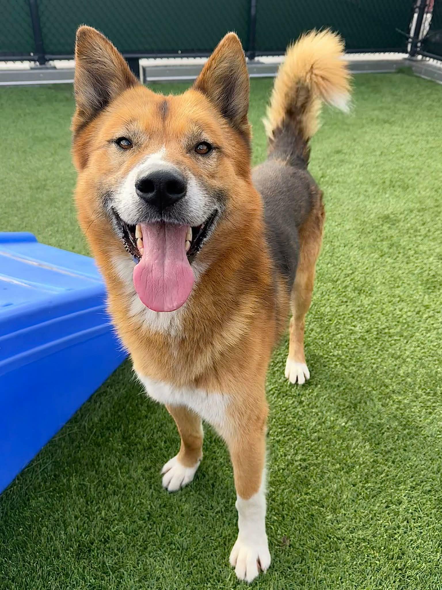 Enlarge Sully, a ADOPTABLE mixed breed in Seattle, WA image 2/2