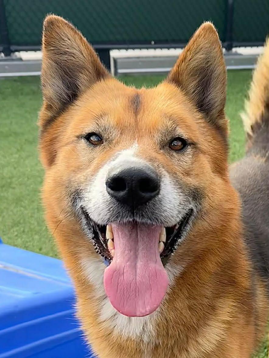 Sully, ADOPTABLE, Adult Male Jindo.