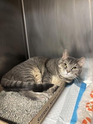 Enlarge Madison, a ADOPTABLE Domestic Short Hair in Lafayette, IN image 1/1
