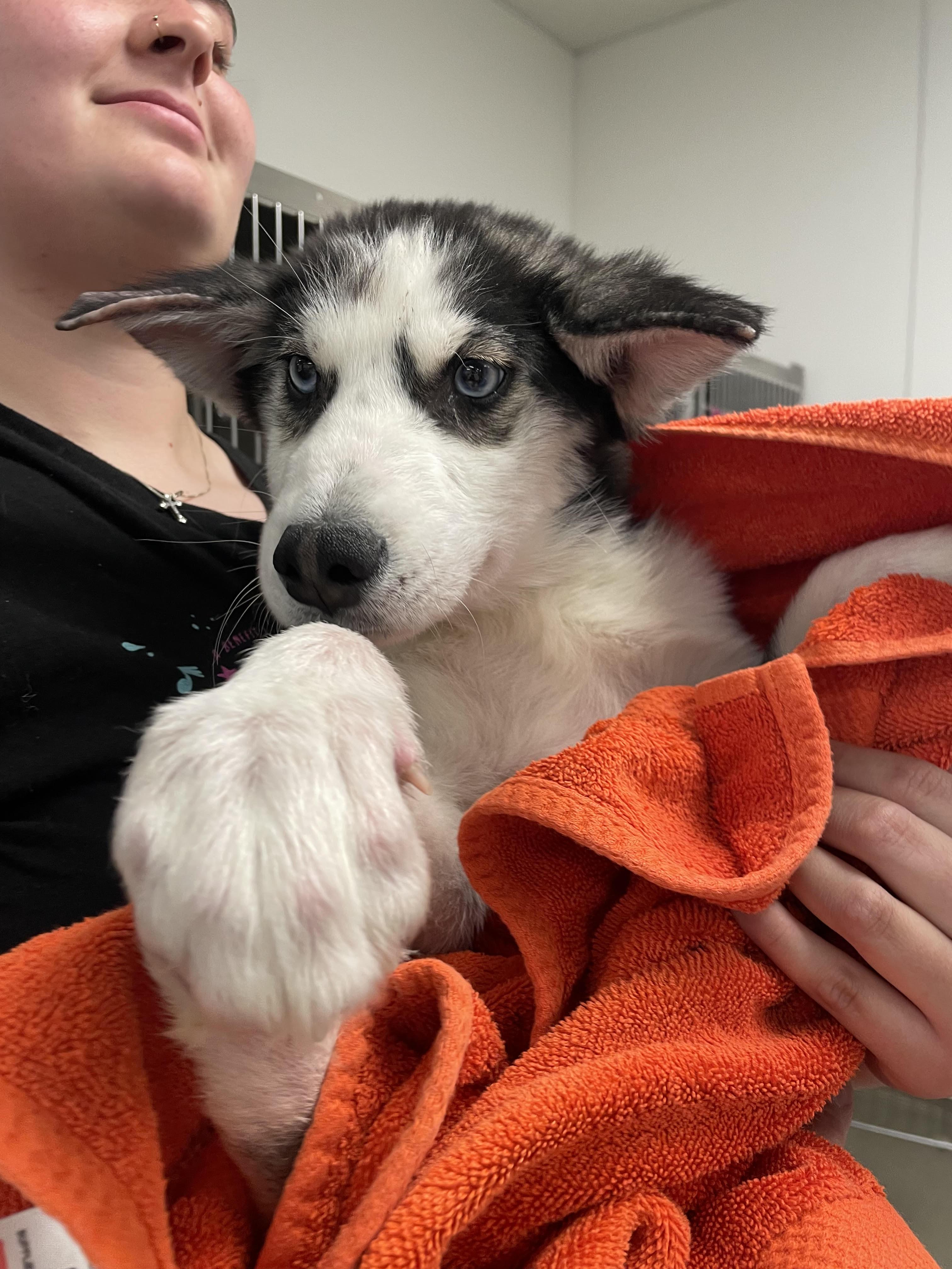 Blizzard, Adoptable, Puppy Male Siberian Husky.