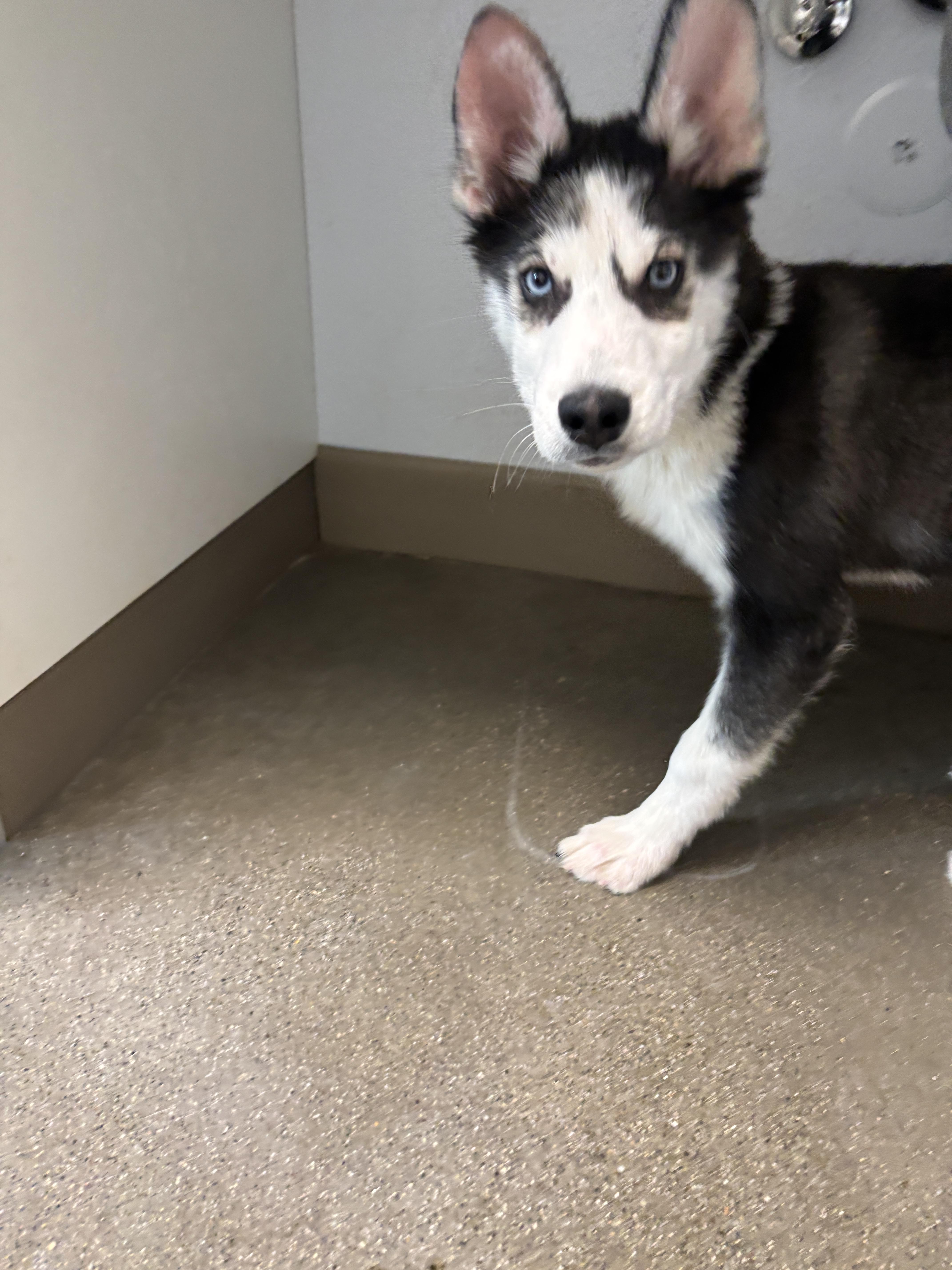 Enlarge Blizzard, a Adoptable mixed breed in Chico, CA image 2/2