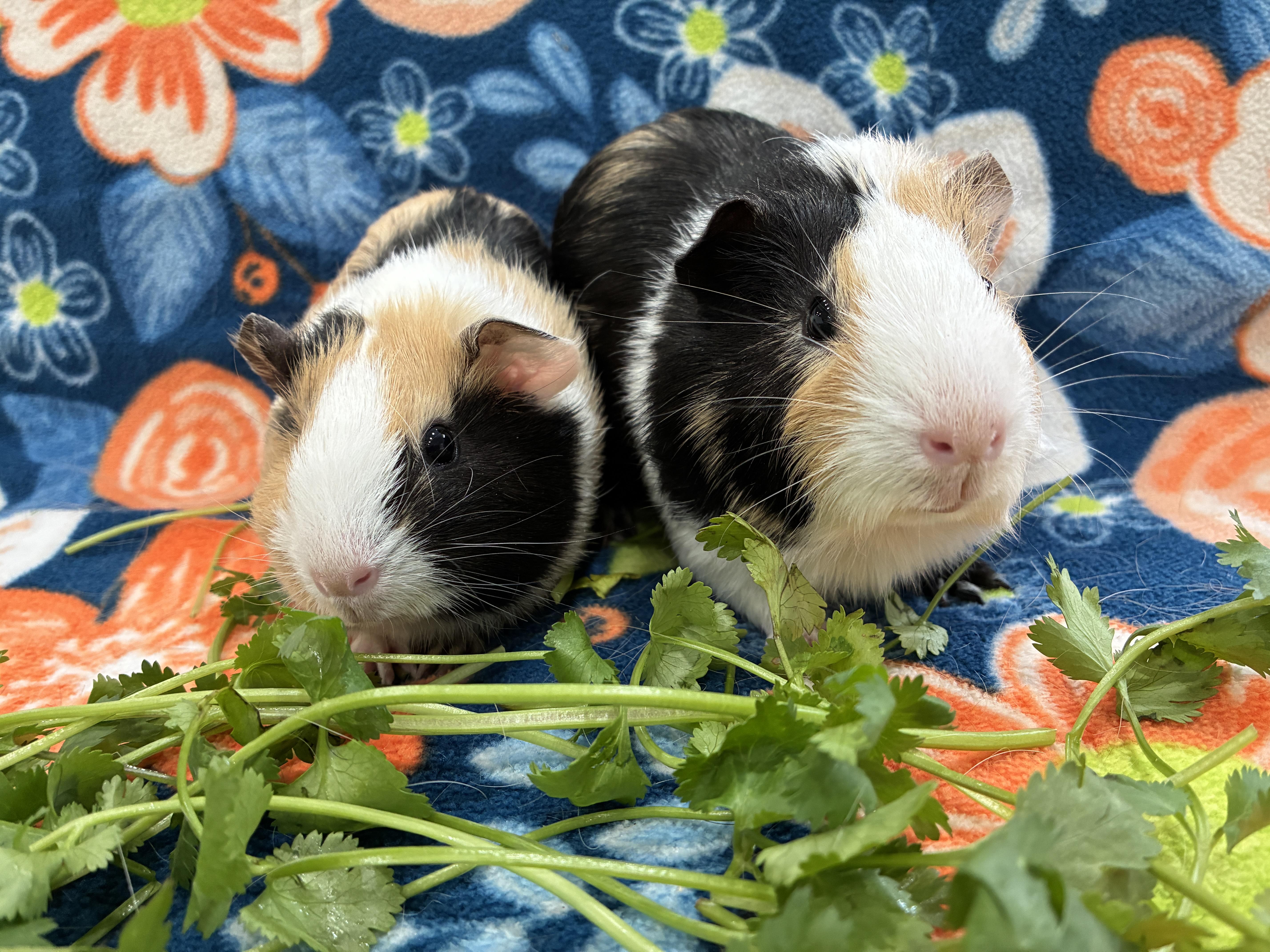 Holly & Ivy, ADOPTABLE, Young Female Guinea Pig.