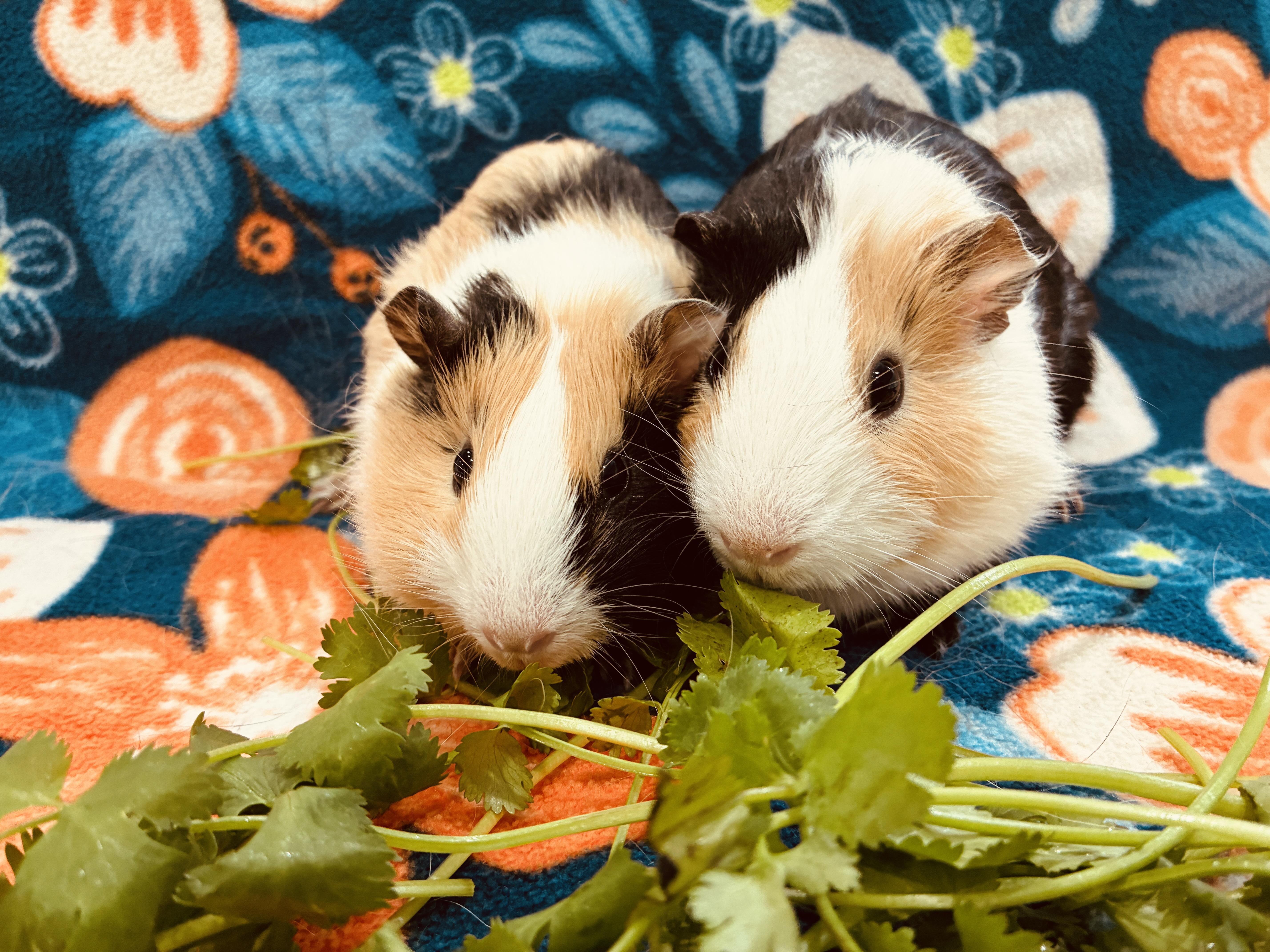 Enlarge Holly & Ivy, a ADOPTABLE Guinea Pig in long beach, CA image 3/3