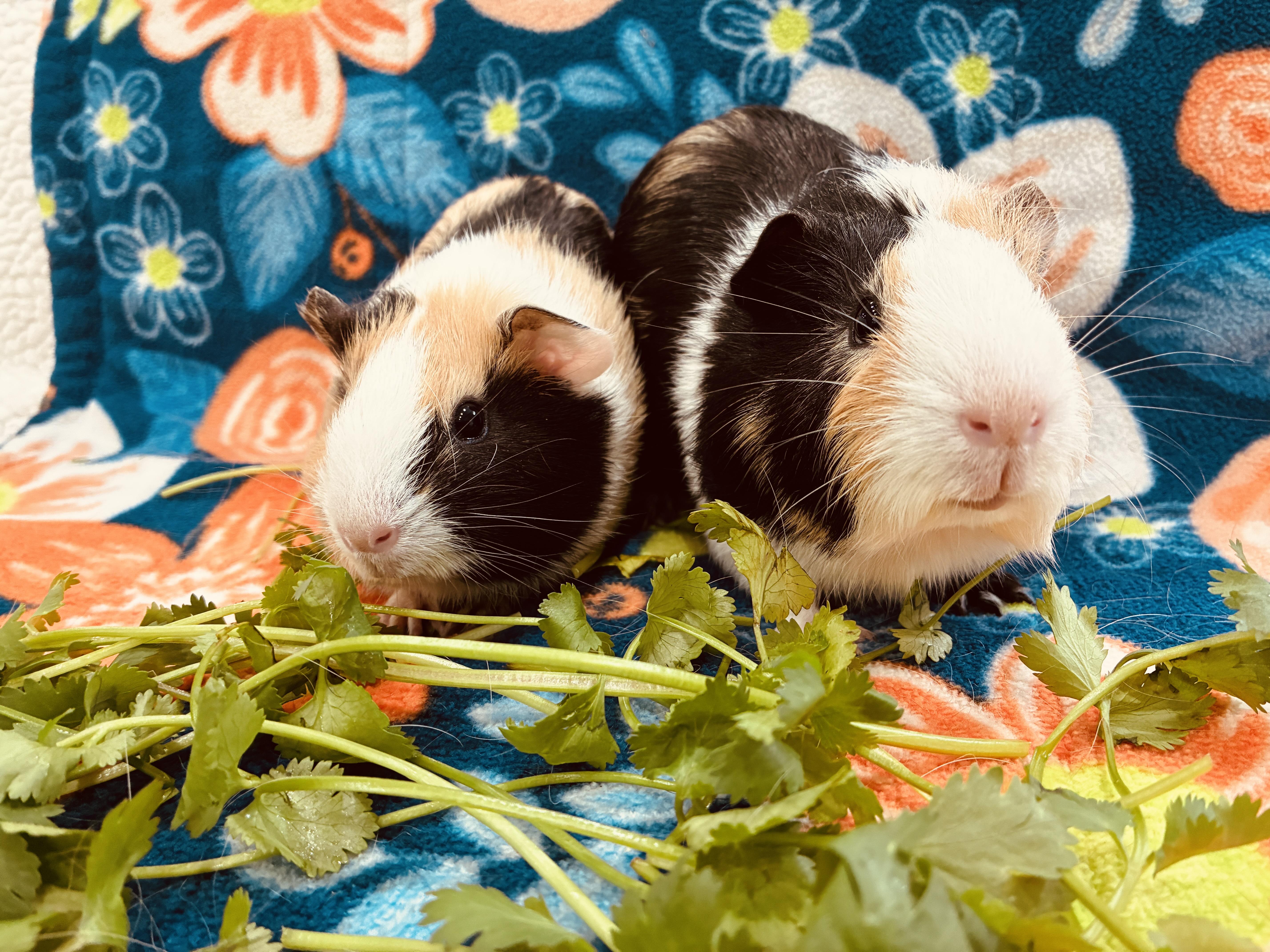 Enlarge Holly & Ivy, a ADOPTABLE Guinea Pig in long beach, CA image 2/3