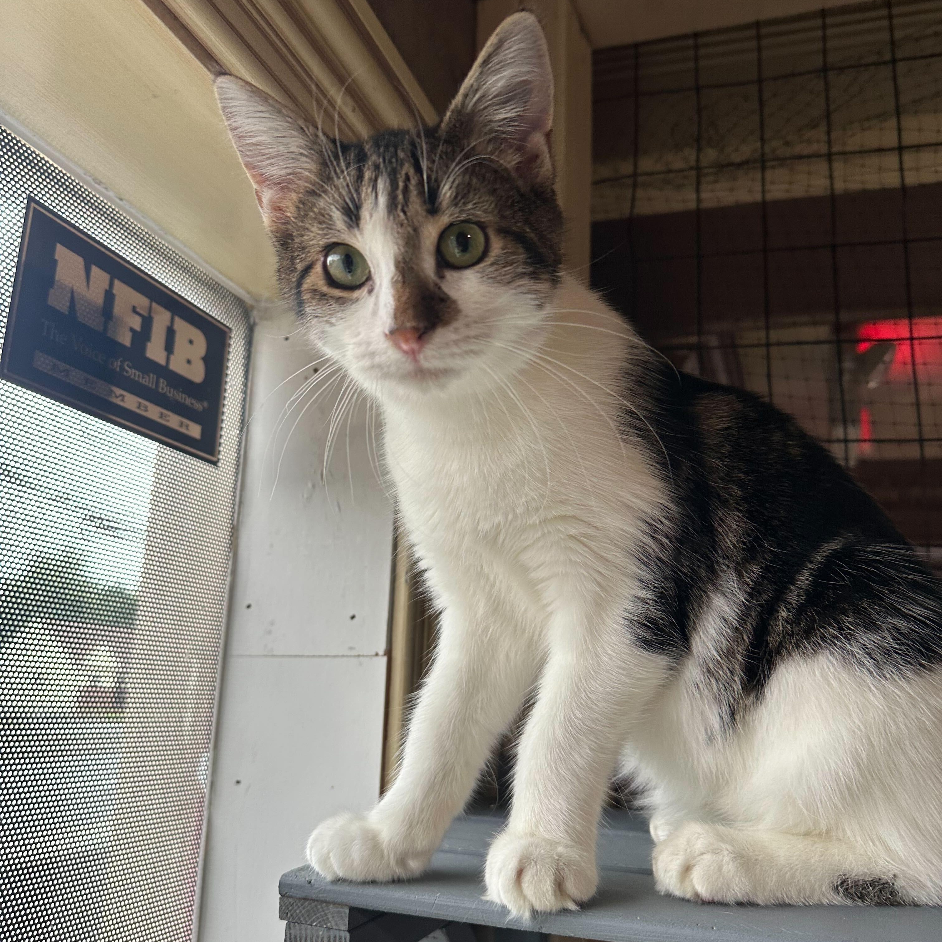 Bud (bonded to Guinness), a Adoptable Domestic Short Hair in East Brunswick, NJ image 2/6