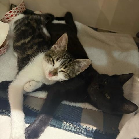 Bud (bonded to Guinness), a Adoptable Domestic Short Hair in East Brunswick, NJ image 6/6