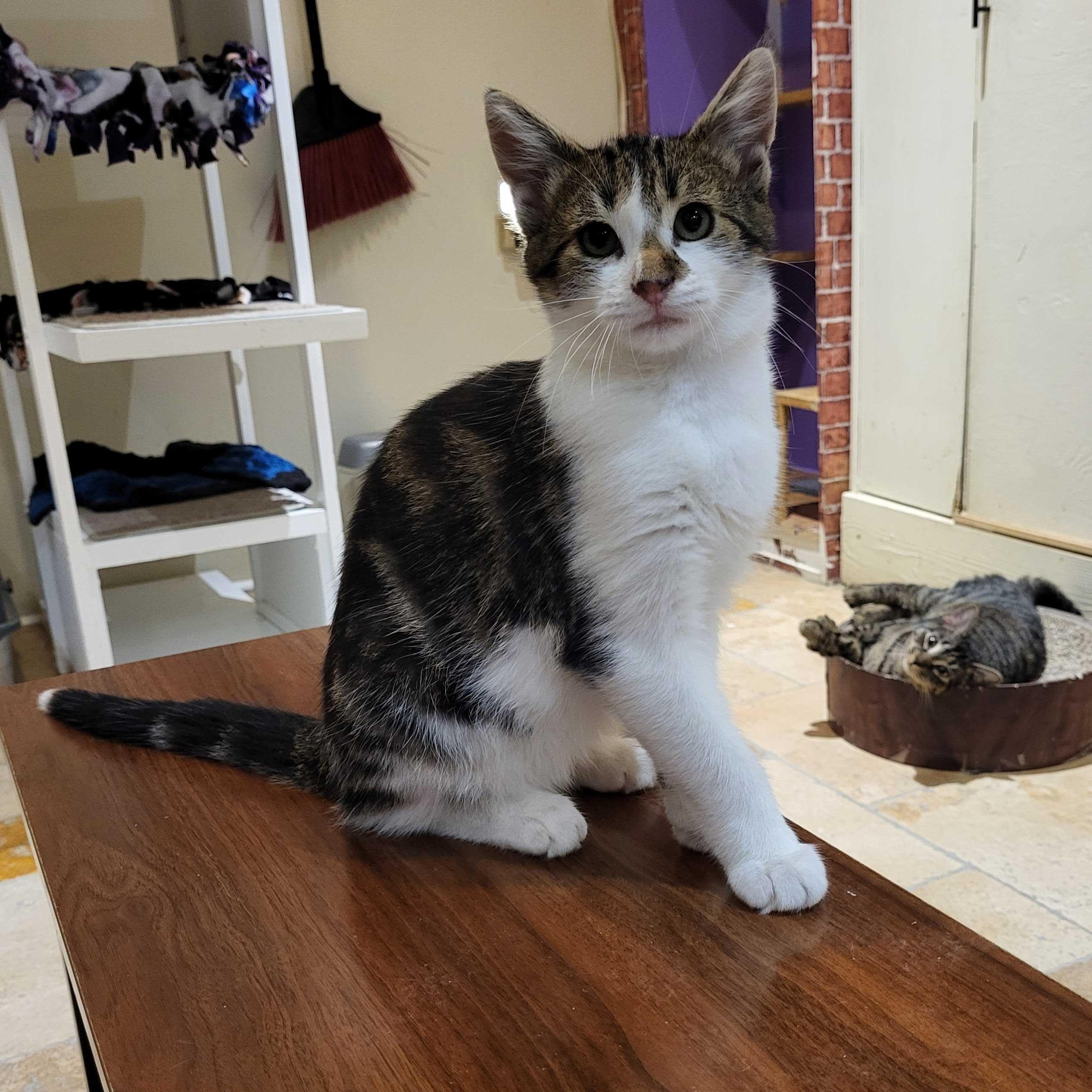 Bud (bonded to Guinness), a Adoptable Domestic Short Hair in East Brunswick, NJ image 4/6