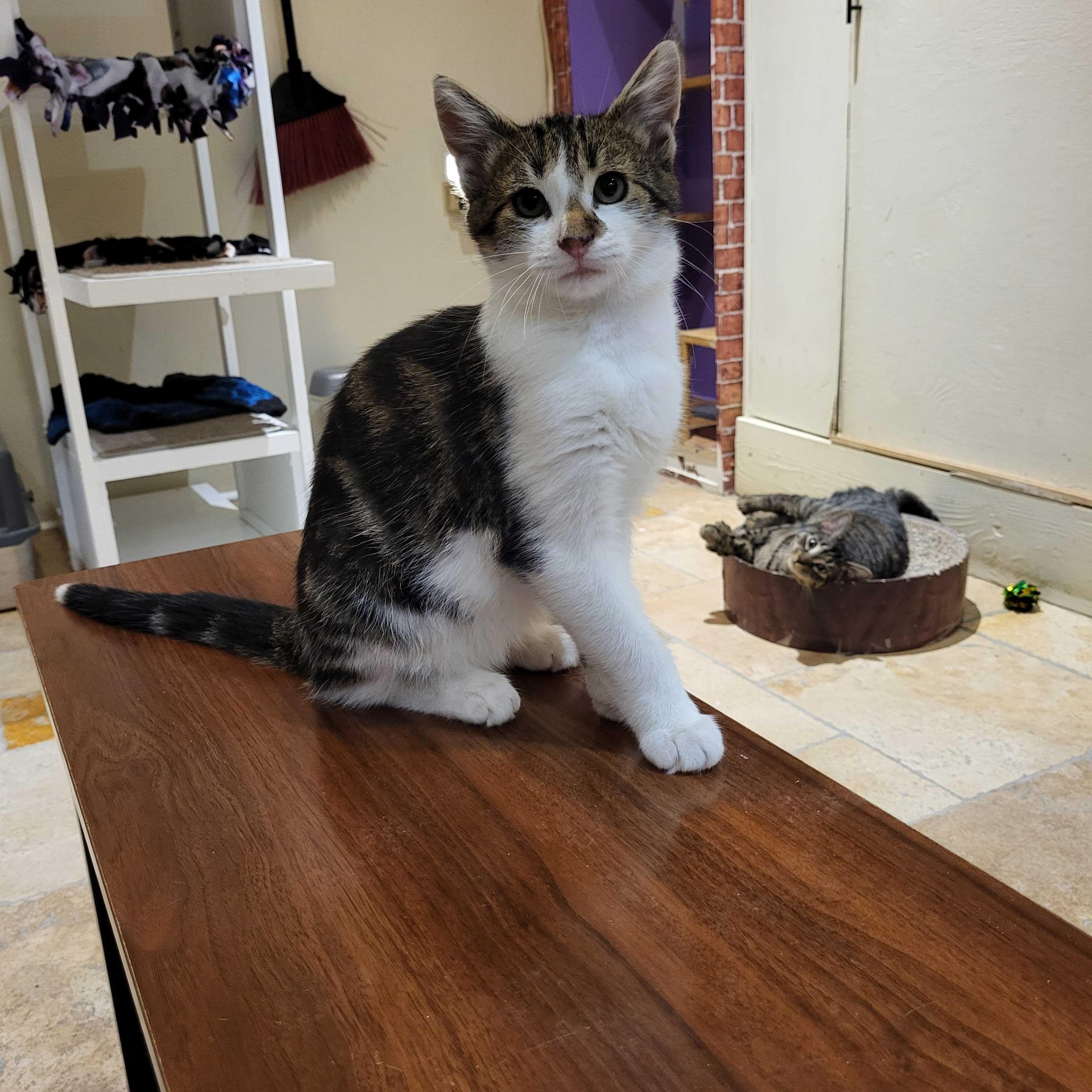 Bud (bonded to Guinness), a Adoptable Domestic Short Hair in East Brunswick, NJ image 4/6