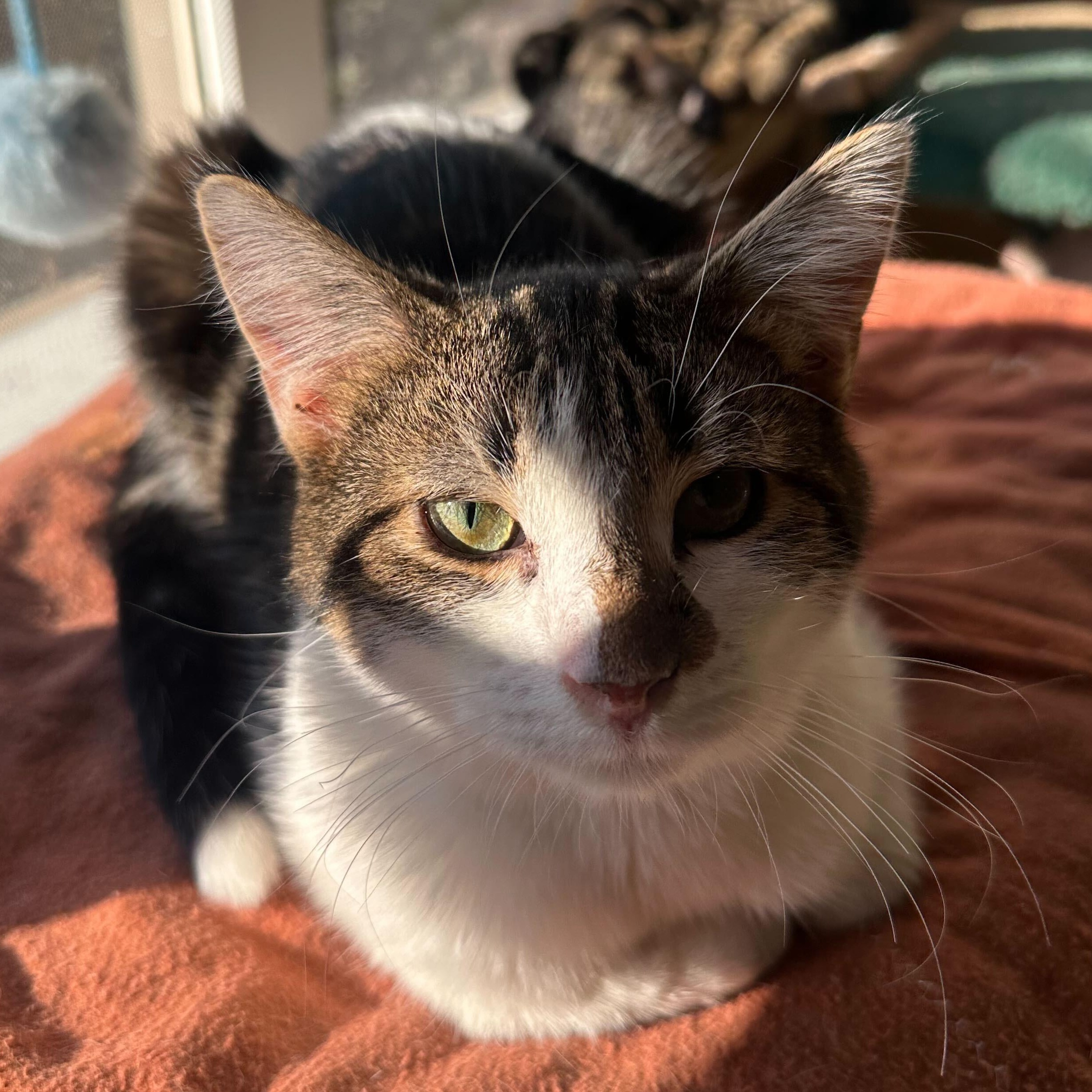 Bud (bonded to Guinness), a Adoptable Domestic Short Hair in East Brunswick, NJ image 5/6