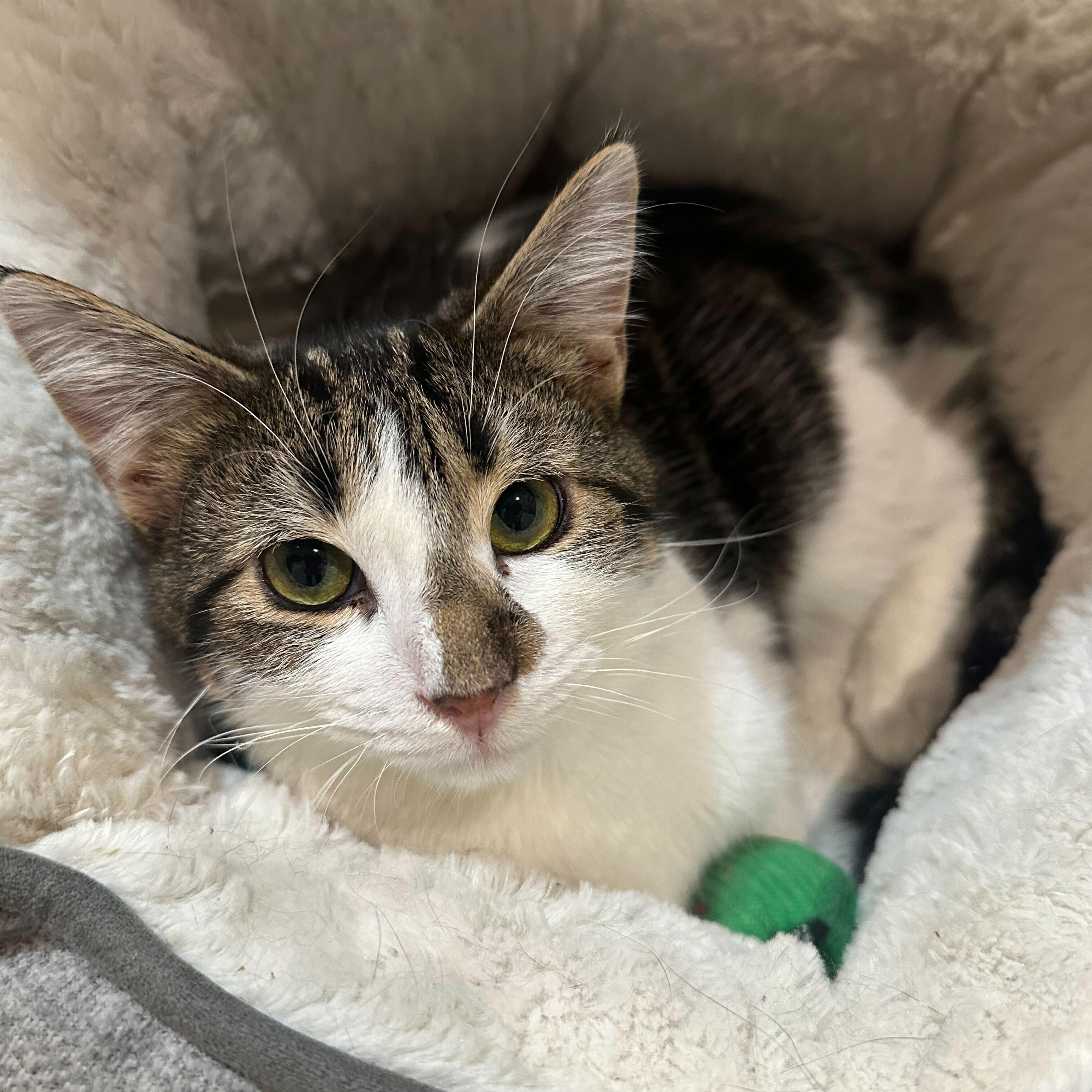 Enlarge Bud (bonded to Guinness), a Adoptable Domestic Short Hair in East Brunswick, NJ image 1/6