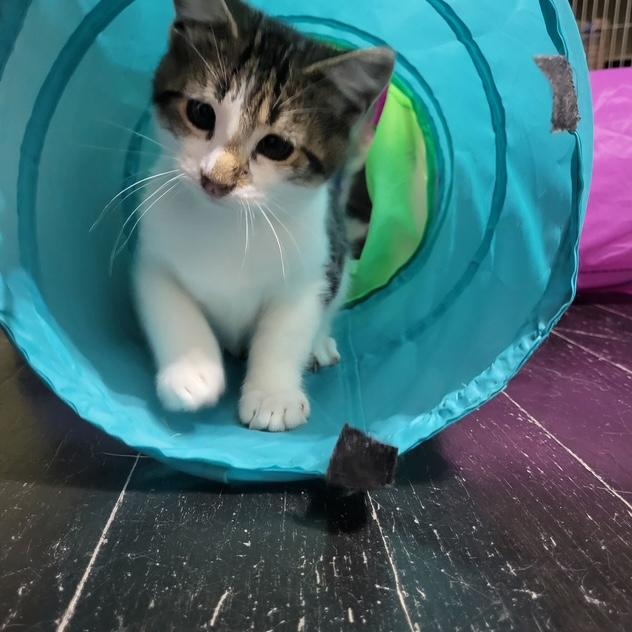 Bud (bonded to Guinness), a Adoptable Domestic Short Hair in East Brunswick, NJ image 3/6