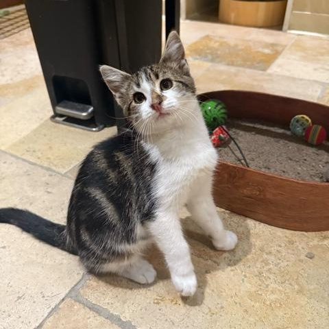 Bud (bonded to Guinness), Baby Male Domestic Short Hair
