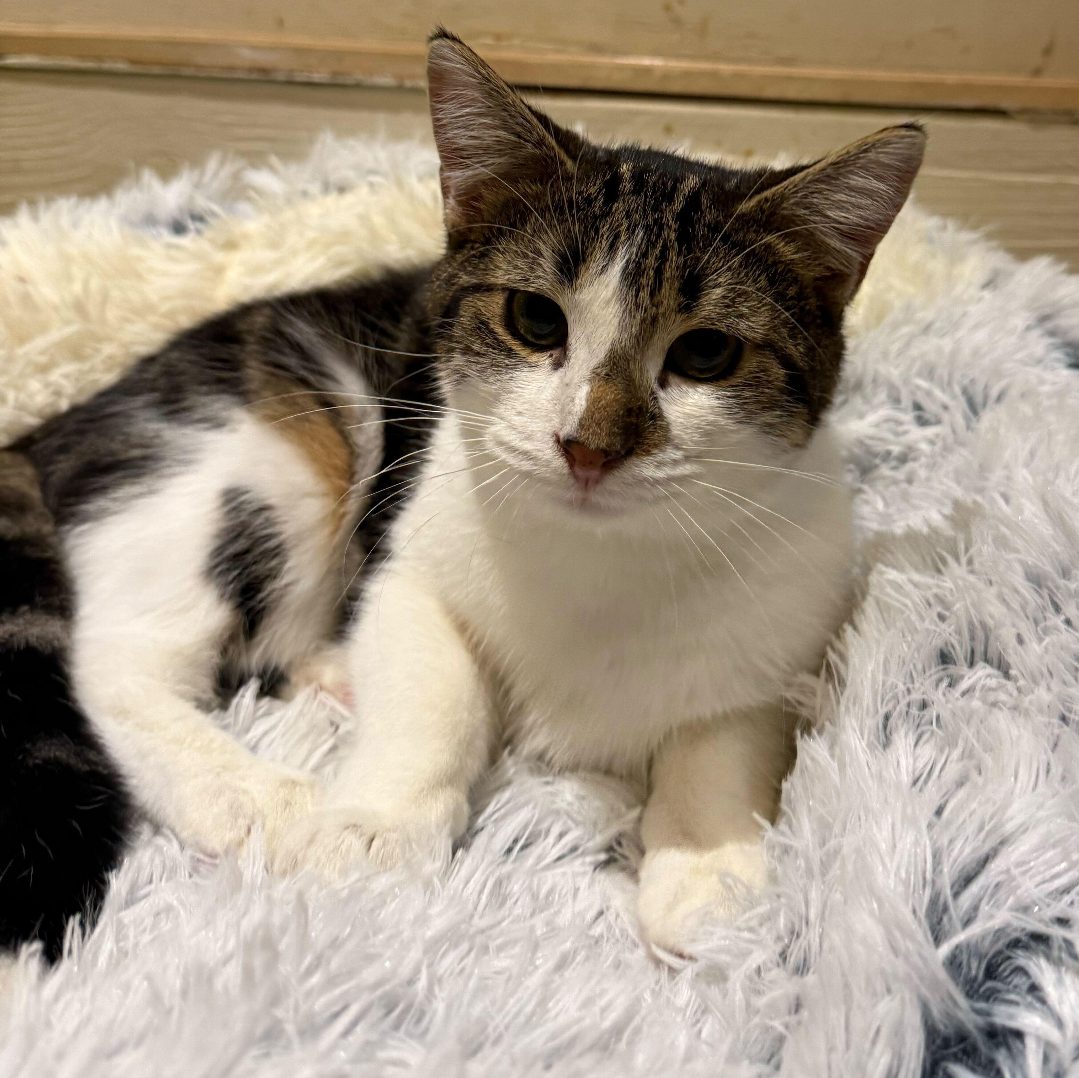 Bud (bonded to Guinness), Adoptable, Kitten Male Domestic Short Hair.