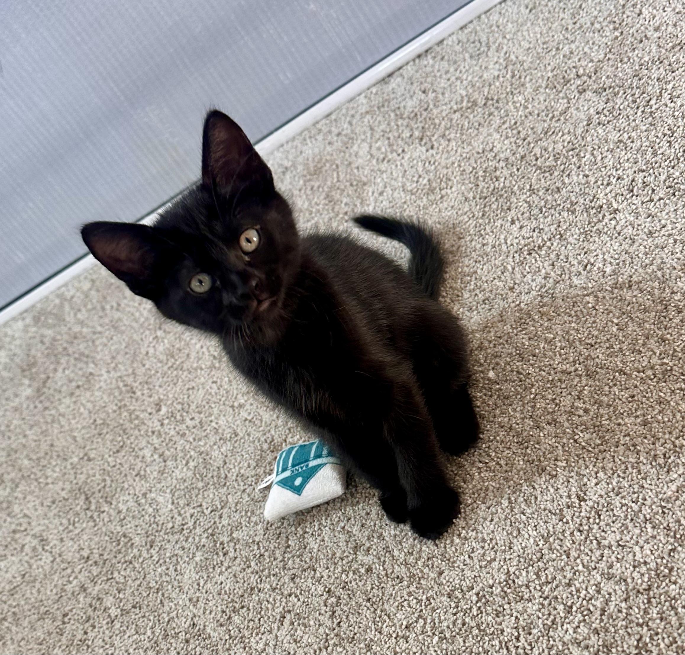 Magnolia, Adopted, Young Female Domestic Short Hair.