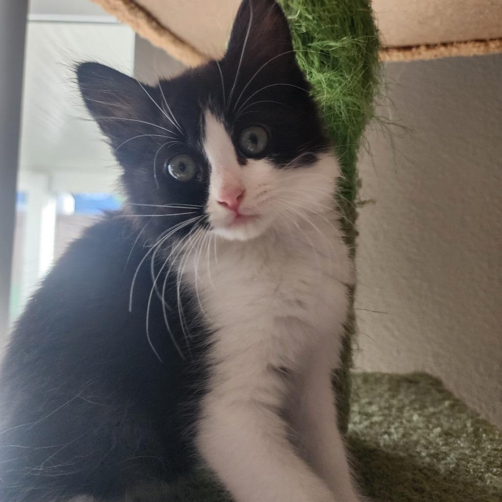 RITA, a ADOPTABLE Domestic Short Hair in Graham, WA image 1/2