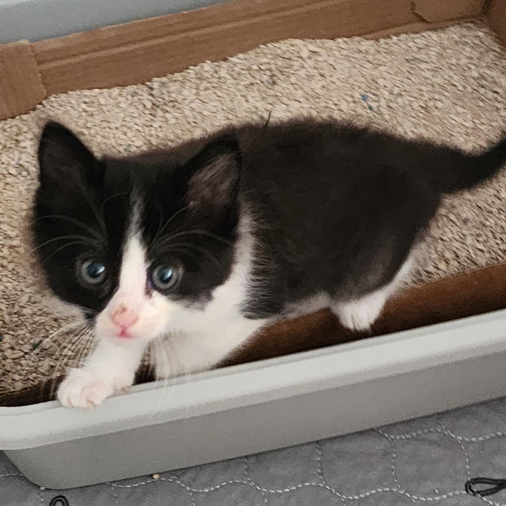 RITA, a ADOPTABLE Domestic Short Hair in Graham, WA image 2/2