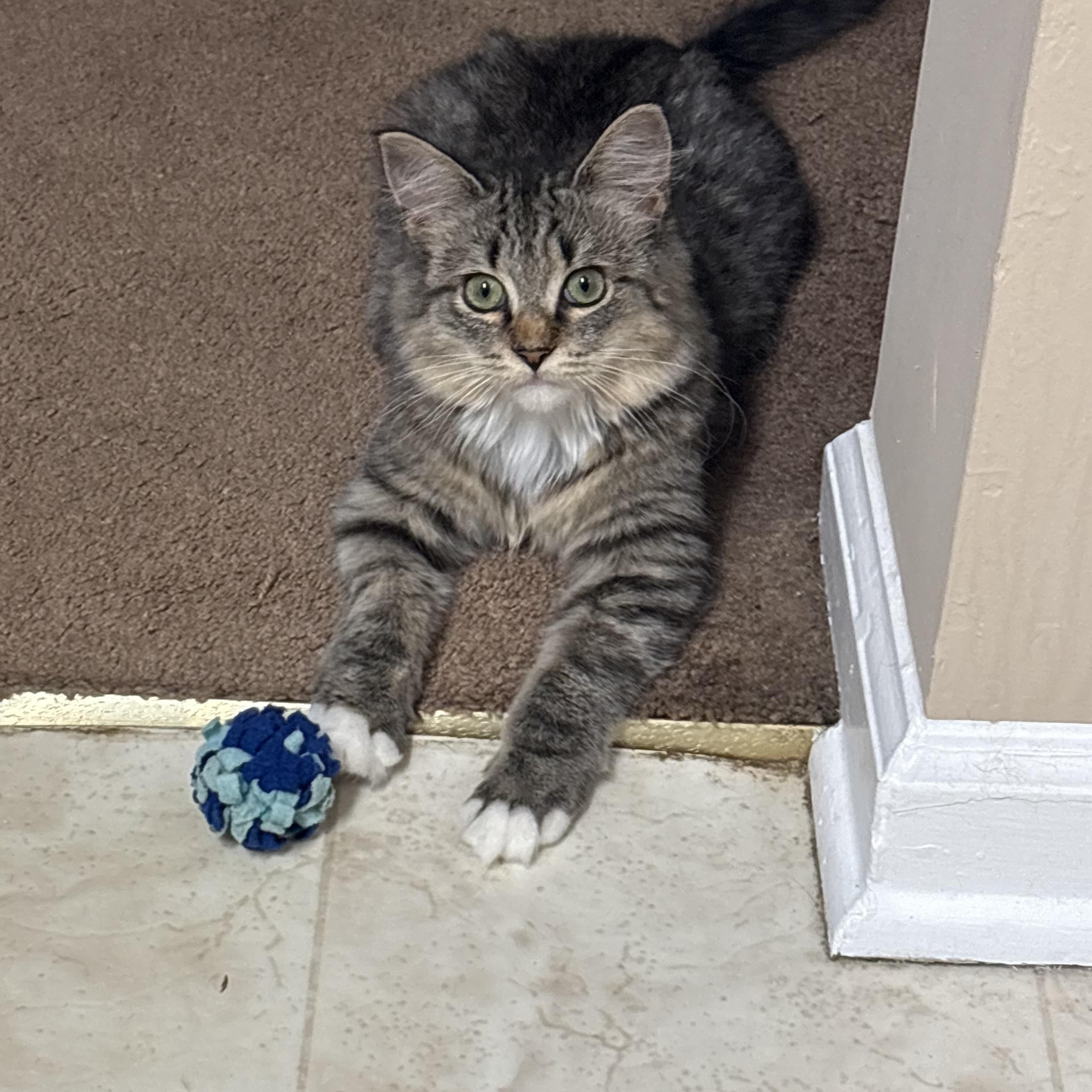 Enlarge Tiny Tina, a Adopted Domestic Medium Hair in Bellmawr, NJ image 1/1