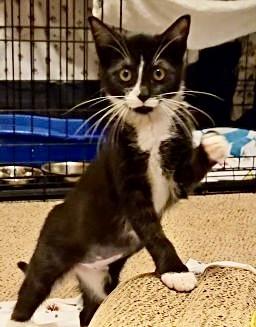 Dilly, Willow Grove Area, (FCID 10/28/2025-132)