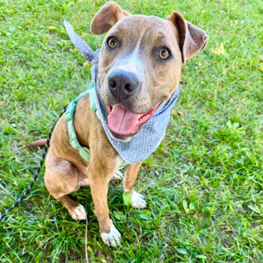 Banjo, Adoptable, Young Male American Staffordshire Terrier.