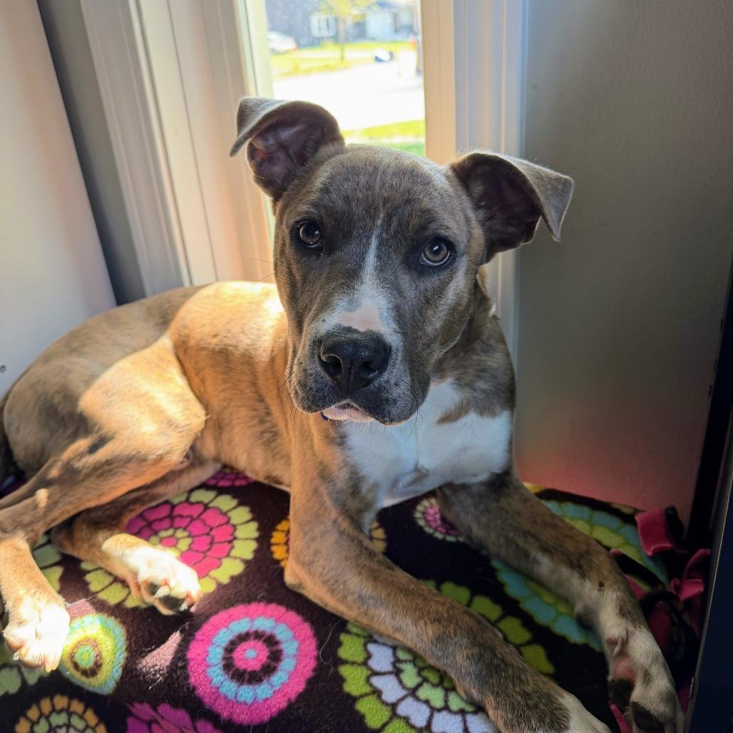 Banjo, a Adoptable American Staffordshire Terrier in Ferndale, MI image 2/6