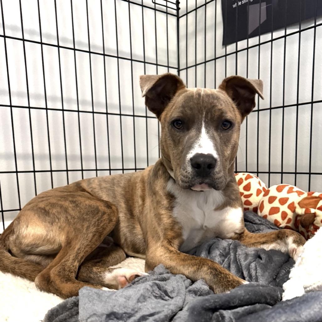 Banjo, a Adoptable American Staffordshire Terrier in Ferndale, MI image 3/6