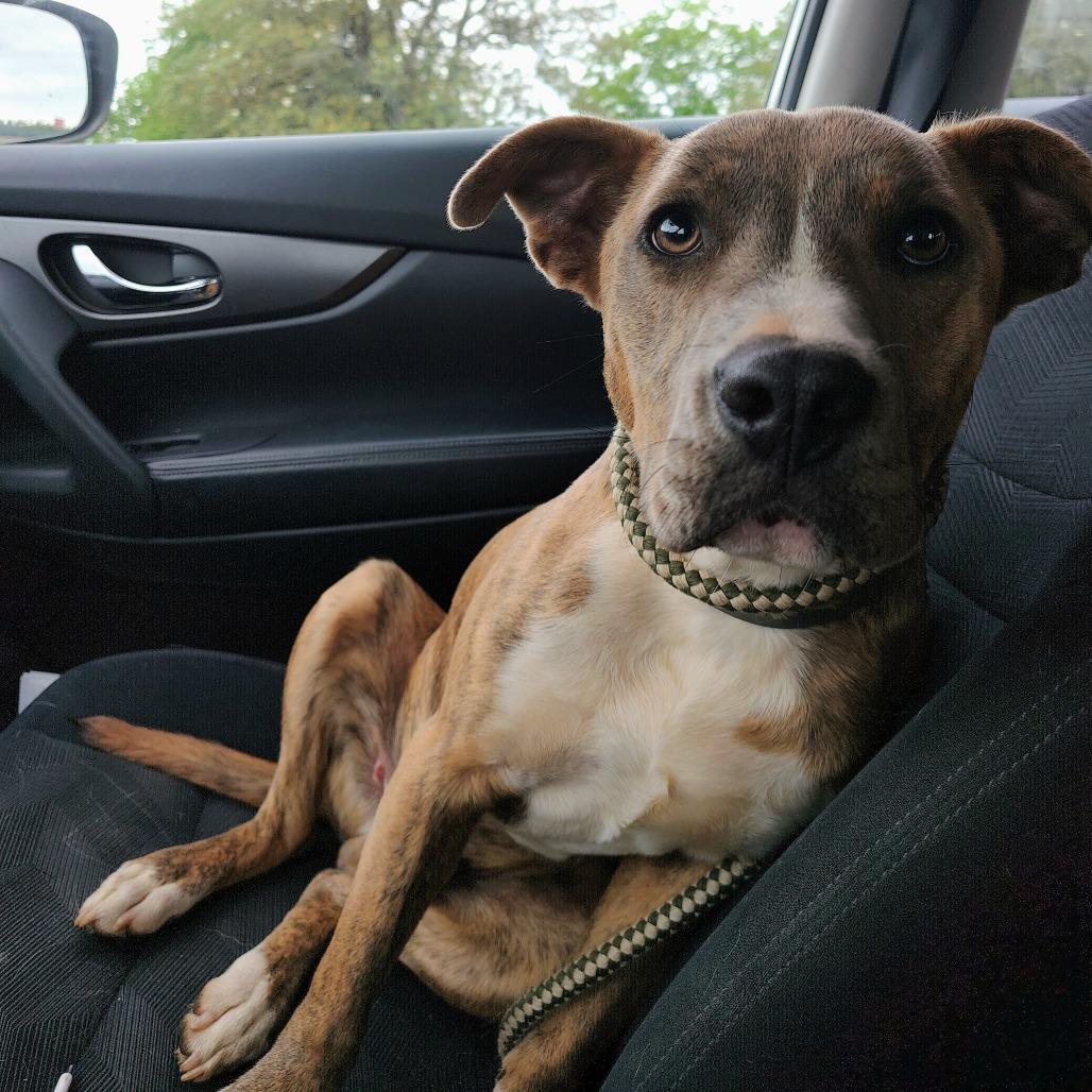 Banjo, a Adoptable American Staffordshire Terrier in Ferndale, MI image 4/6
