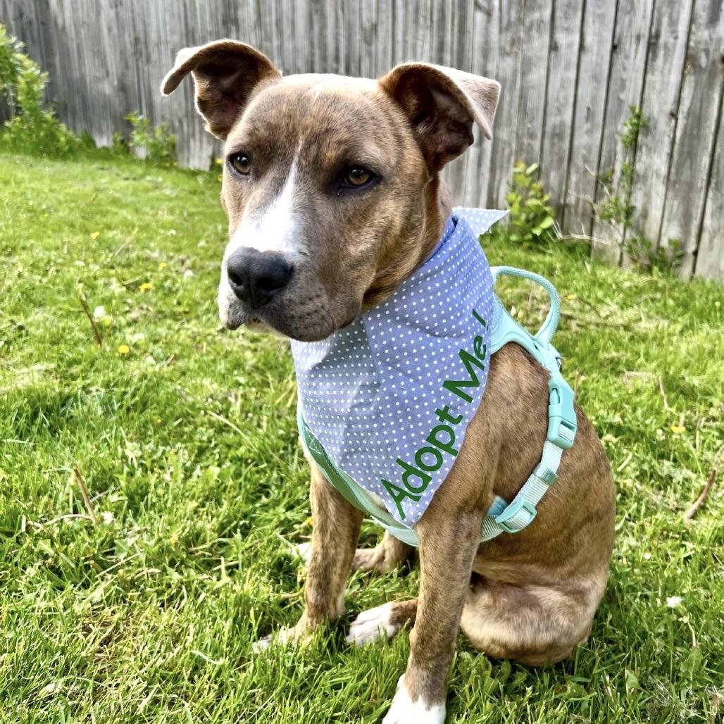 Banjo, a Adoptable American Staffordshire Terrier in Ferndale, MI image 5/6