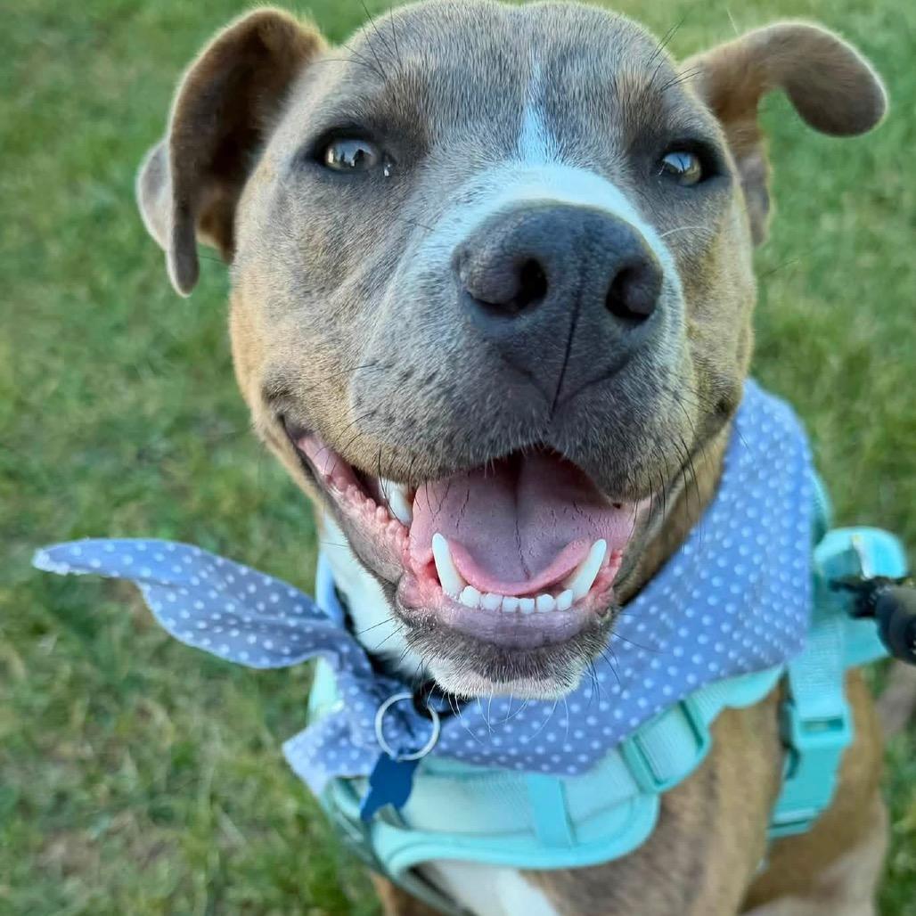 Banjo, a Adoptable American Staffordshire Terrier in Ferndale, MI image 6/6