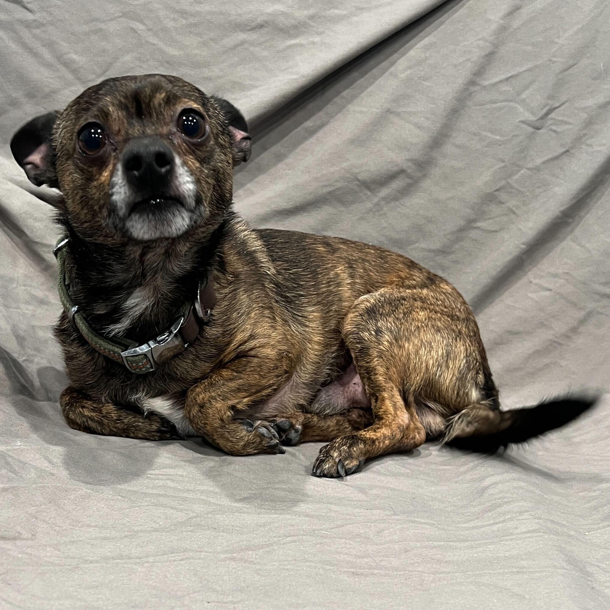 Enlarge Acorn, a ADOPTABLE Mixed Breed in Canal Winchester, OH image 2/3