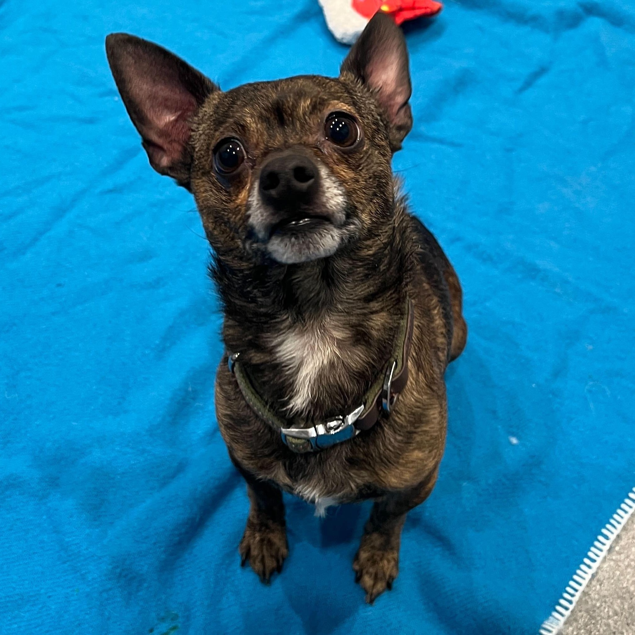 Enlarge Acorn, a ADOPTABLE Mixed Breed in Canal Winchester, OH image 1/3