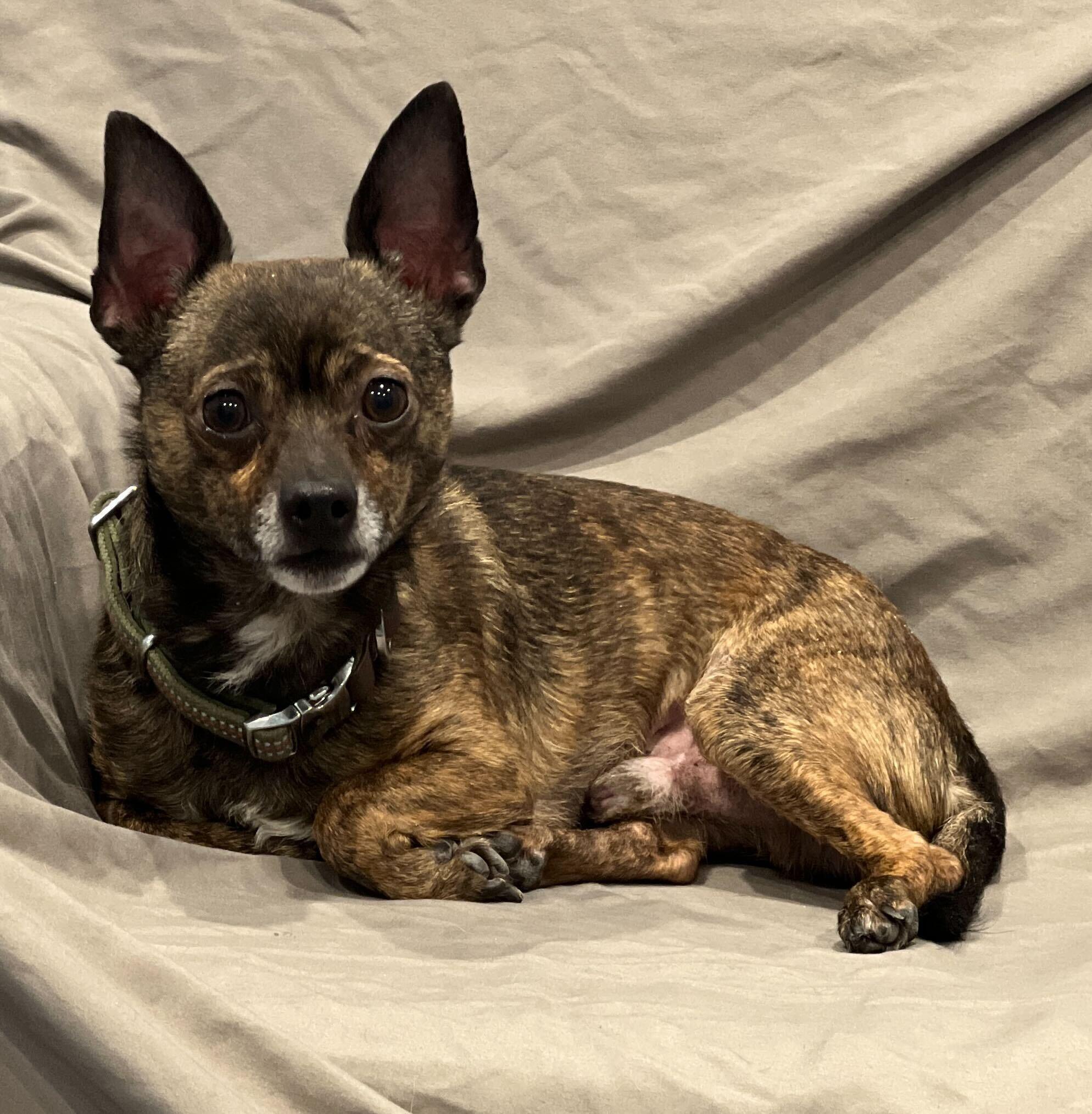 Enlarge Acorn, a ADOPTABLE Mixed Breed in Canal Winchester, OH image 3/3