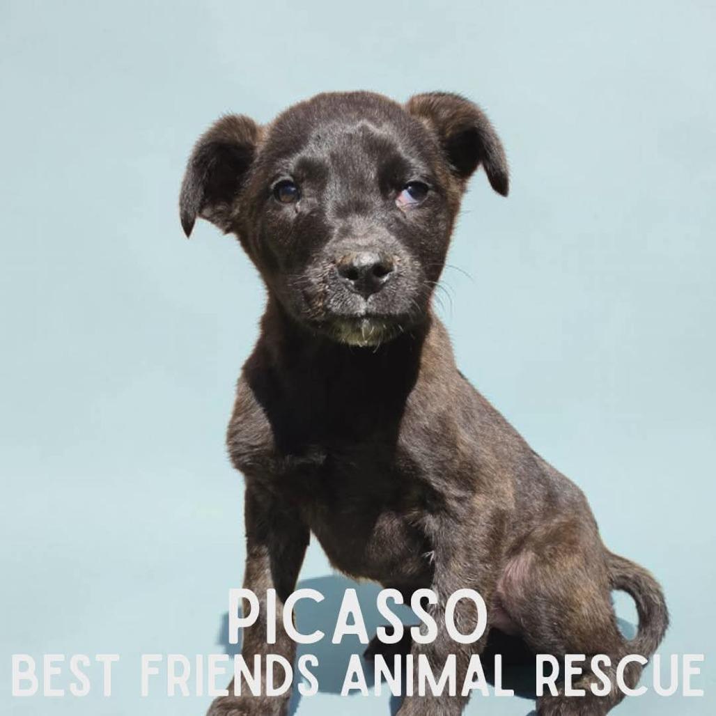 Enlarge Picasso, a Adoptable mixed breed in Wasilla, AK image 1/1