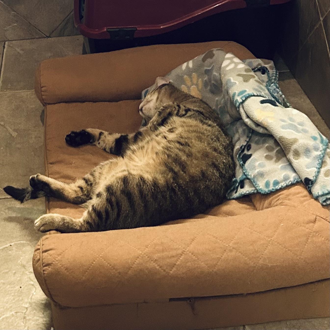 Enlarge Hera, a Adoptable Domestic Short Hair in Seguin, TX image 5/5