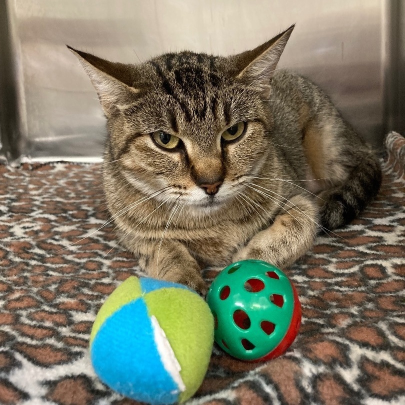 Enlarge Hera, a Adoptable Domestic Short Hair in Seguin, TX image 4/6