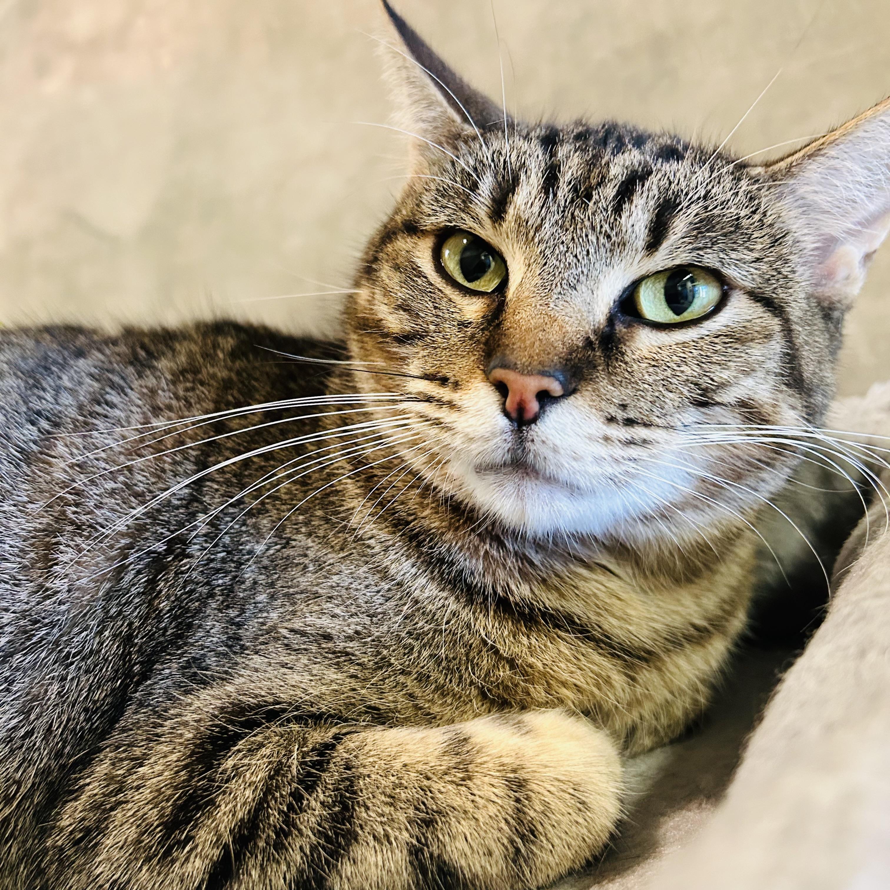 Hera, Adoptable, Adult Female Domestic Short Hair.