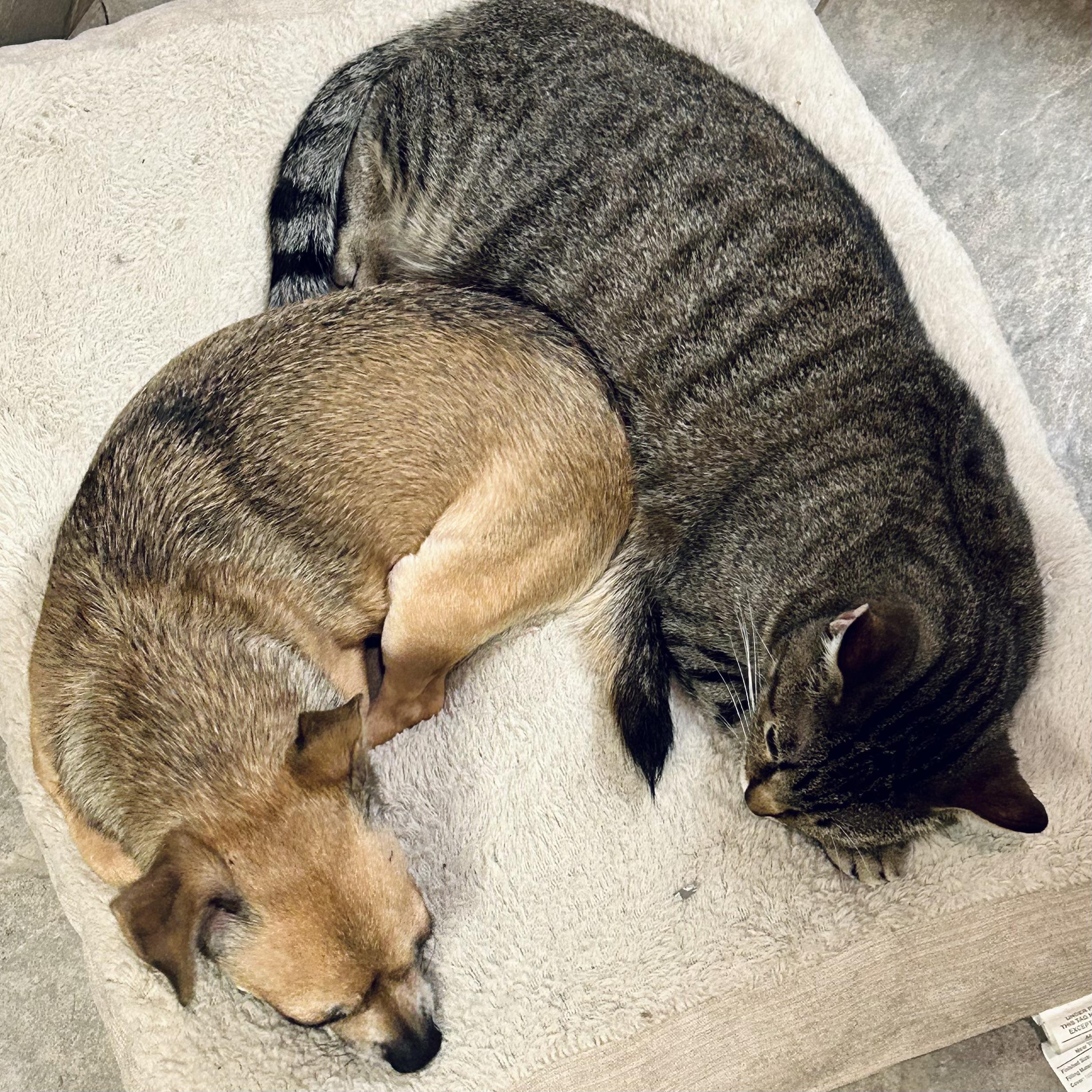 Enlarge Hera, a Adoptable Domestic Short Hair in Seguin, TX image 3/6