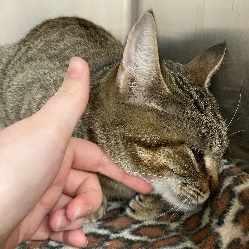 Enlarge Hera, a Adoptable Domestic Short Hair in Seguin, TX image 5/6