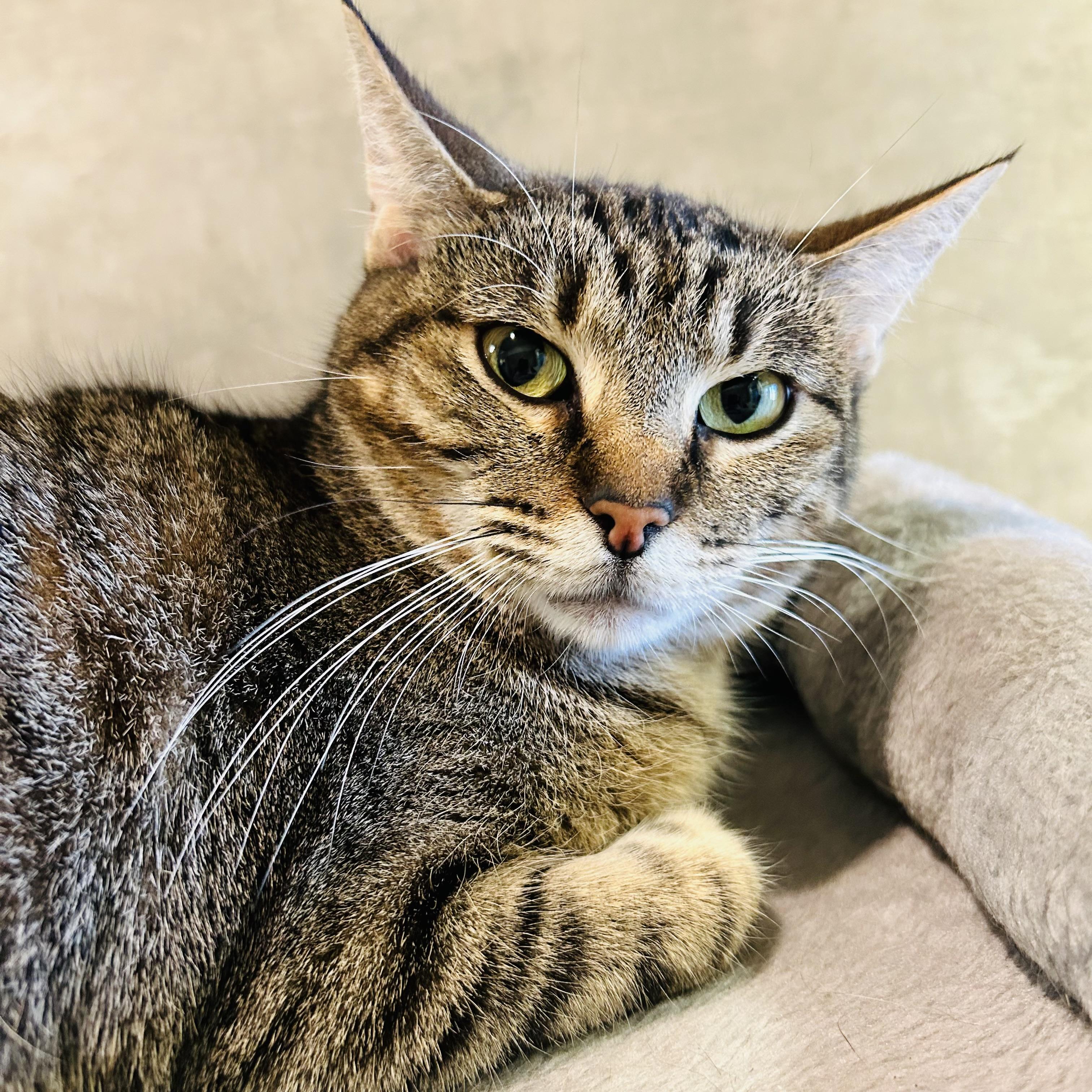 Enlarge Hera, a Adoptable Domestic Short Hair in Seguin, TX image 2/6