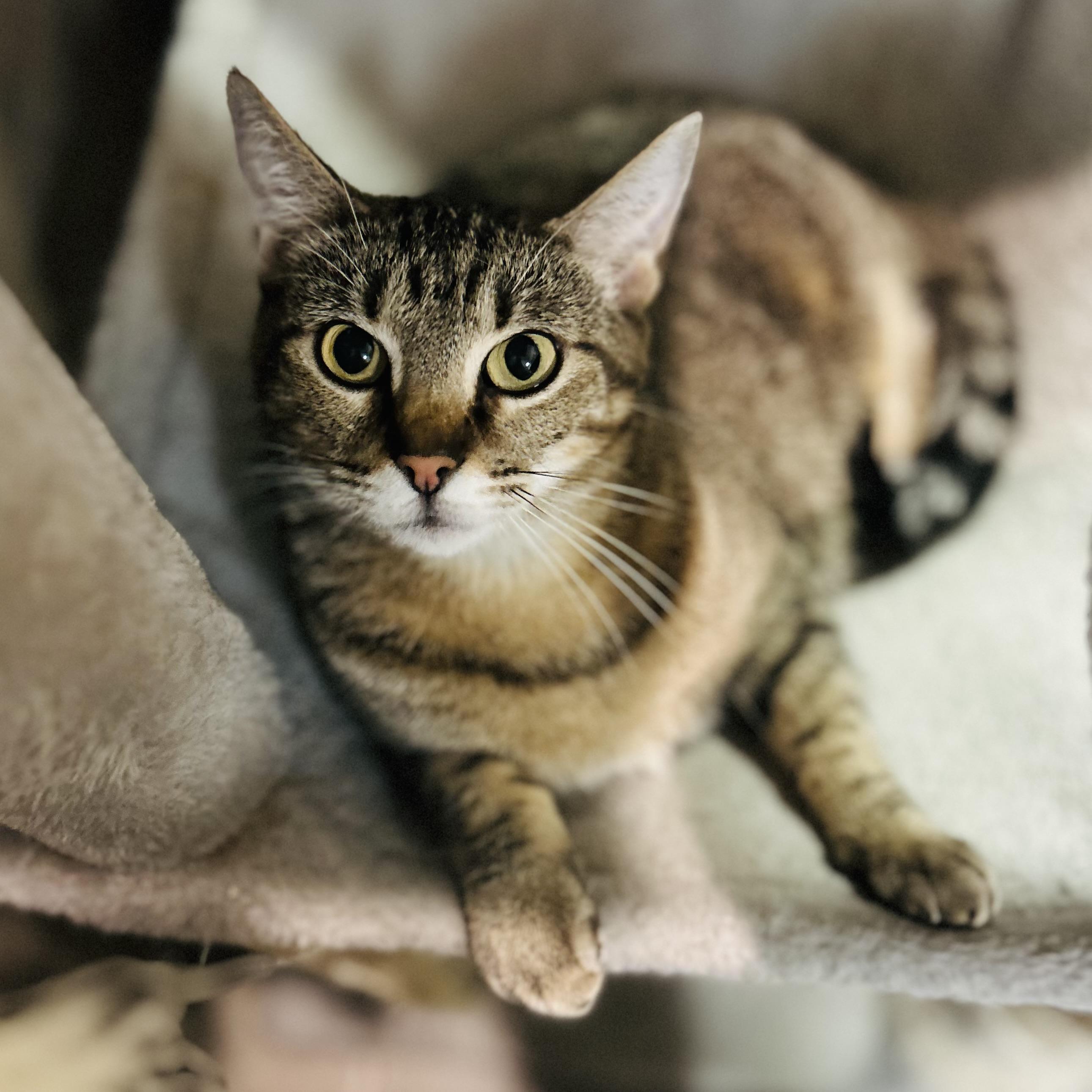 Enlarge Hera, a Adoptable Domestic Short Hair in Seguin, TX image 1/6
