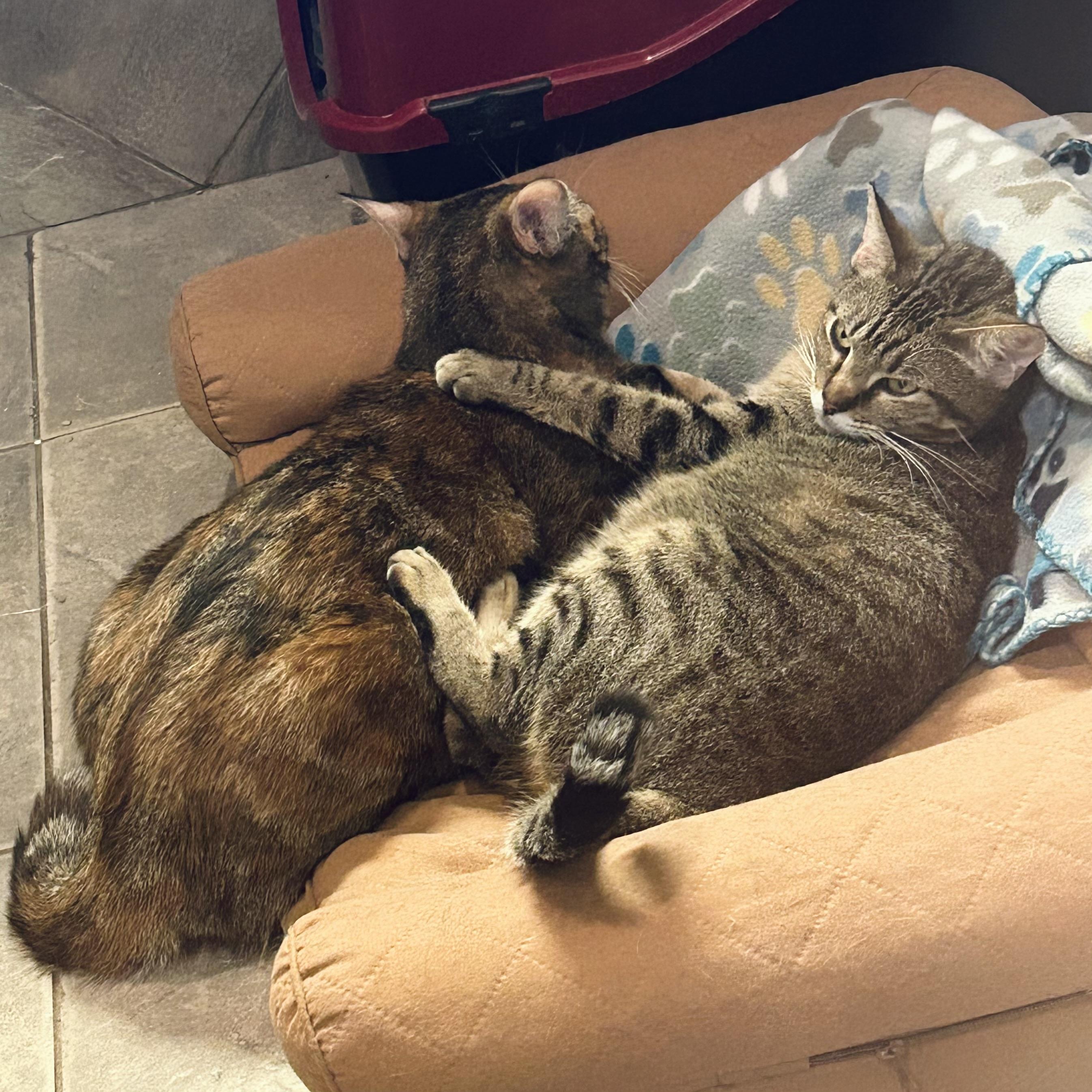 Enlarge Hera, a Adoptable Domestic Short Hair in Seguin, TX image 4/5