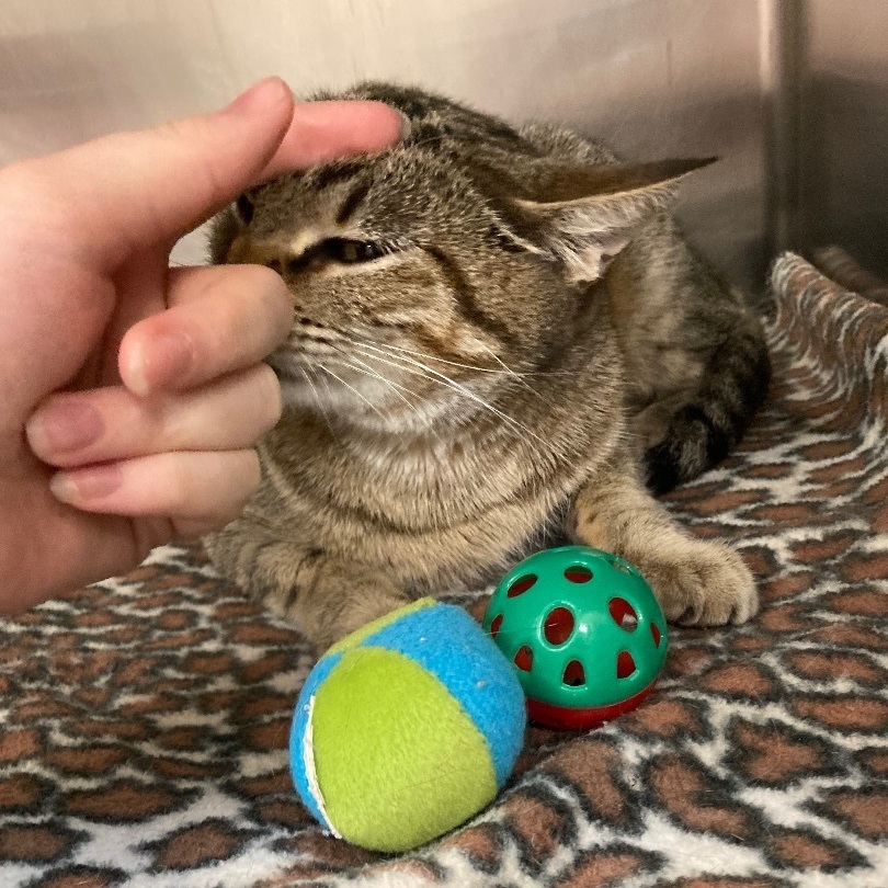 Enlarge Hera, a Adoptable Domestic Short Hair in Seguin, TX image 6/6